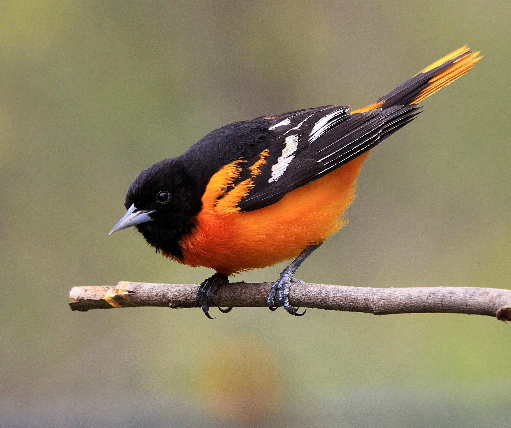 Sigma 150-500mm F5-6.3 DG OS HSM sample photo. Male oriole photography