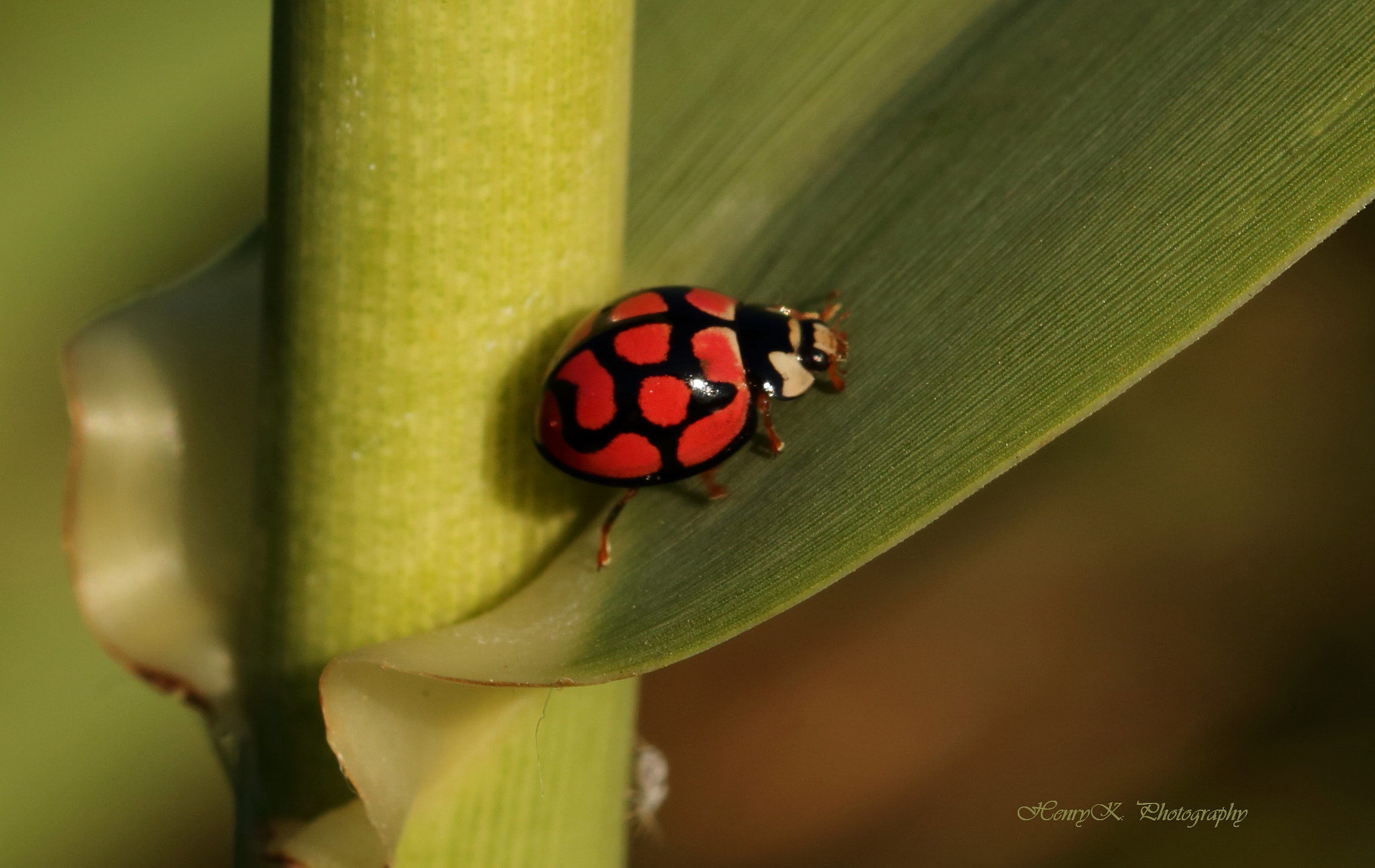 Canon 105mm sample photo. Free photography
