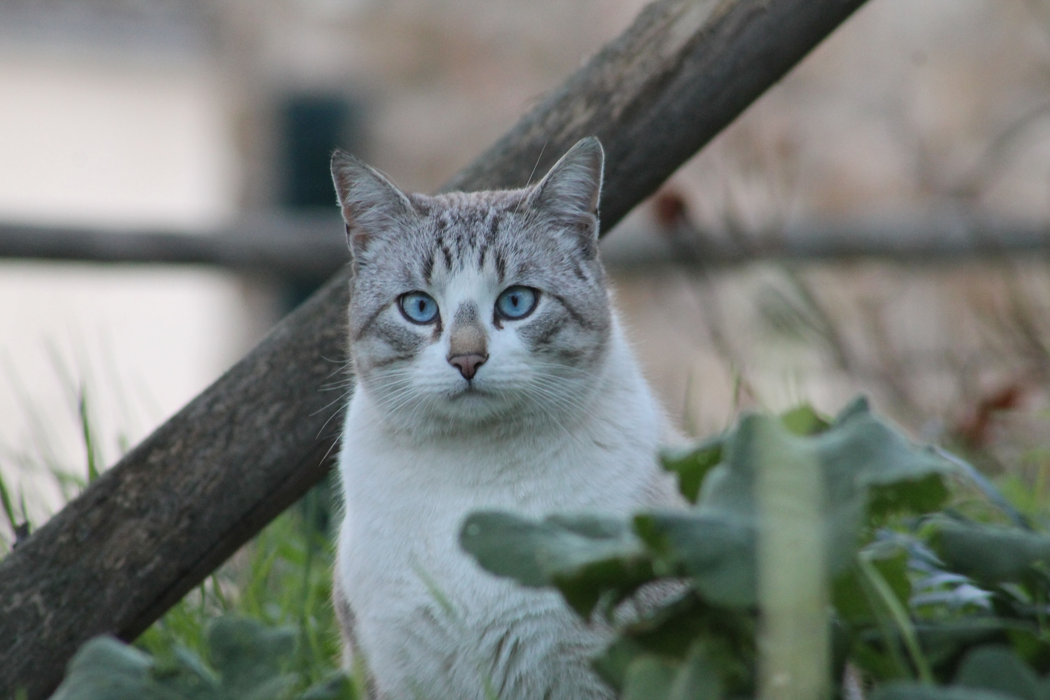 Canon EF 75-300mm f/4-5.6 USM sample photo