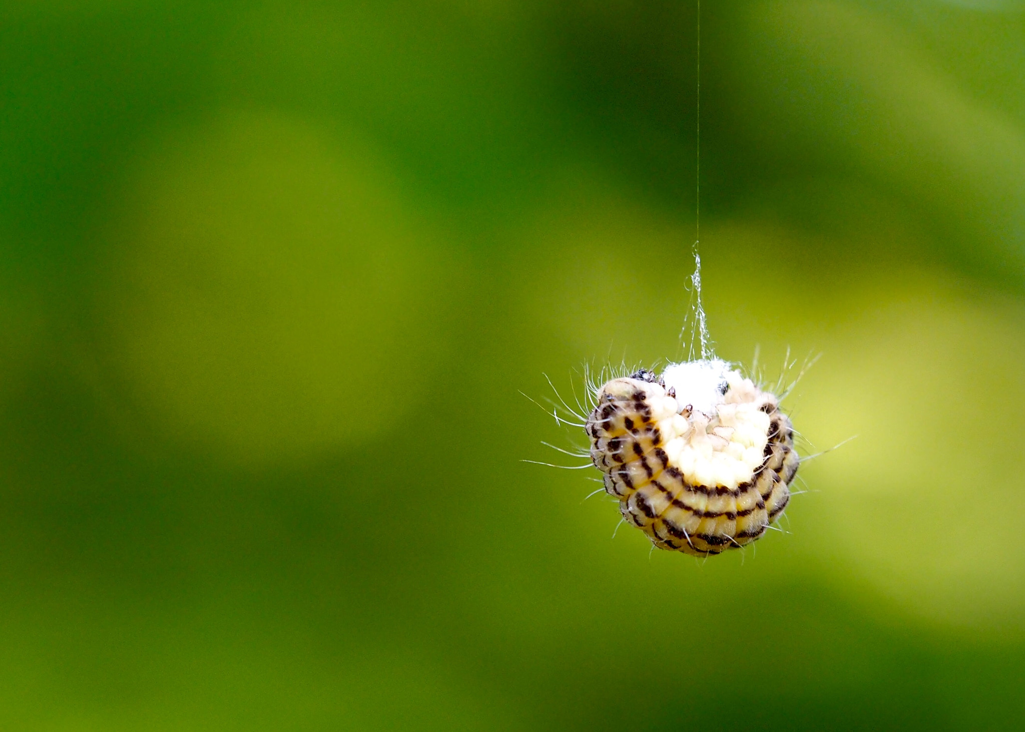Olympus PEN E-PL7 sample photo. Hanging caterpillar photography