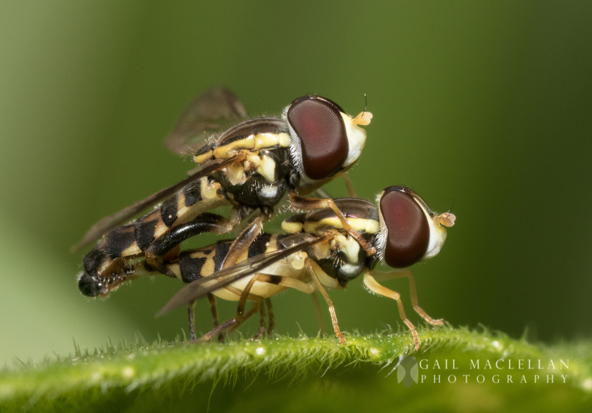 Sigma 105mm F2.8 EX DG Macro sample photo