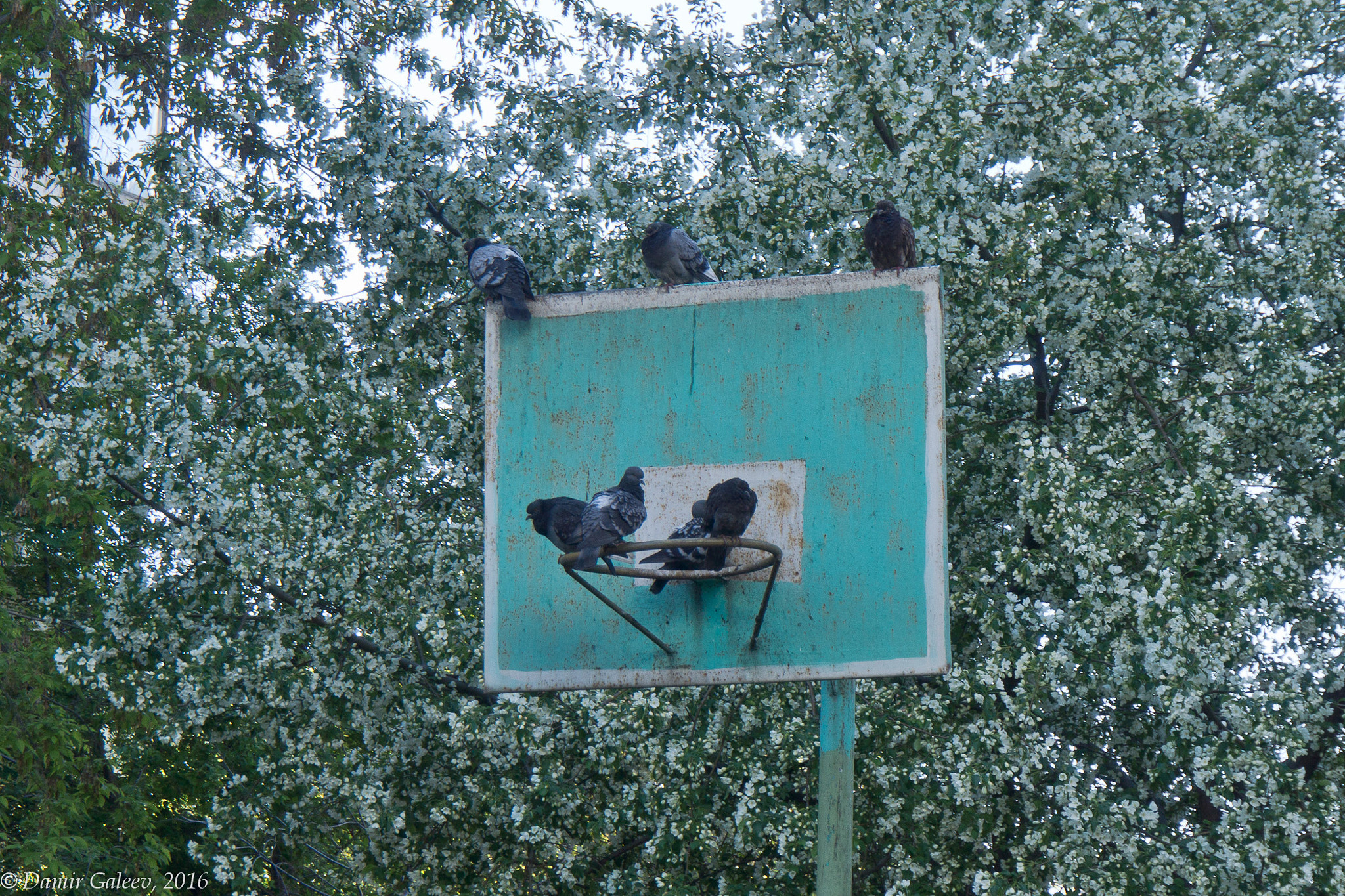 Sony Alpha NEX-7 sample photo. Assemblage photography