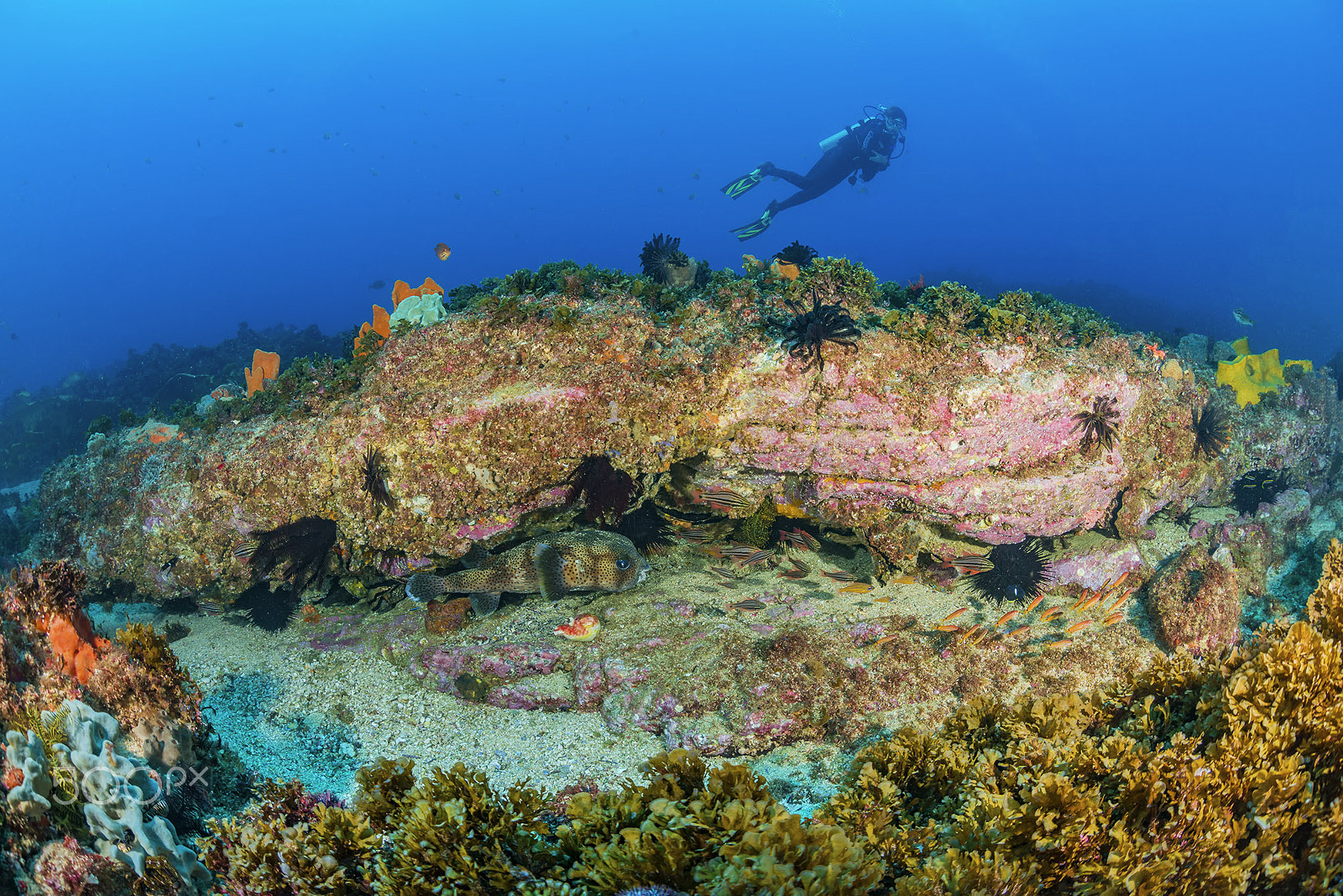 Nikon D800 + Sigma 15mm F2.8 EX DG Diagonal Fisheye sample photo. Merrin at julian rocks photography