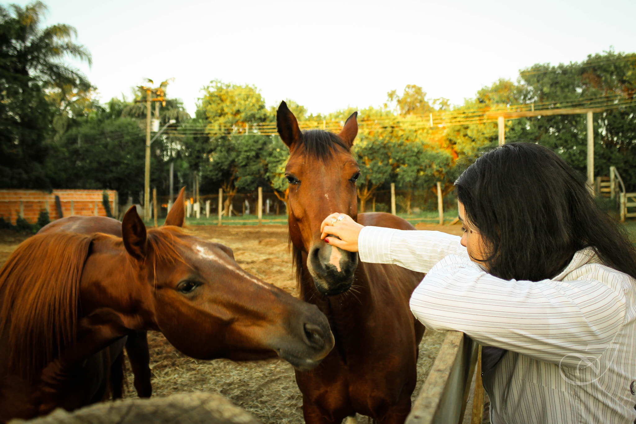 Canon EOS 550D (EOS Rebel T2i / EOS Kiss X4) sample photo. Equinos photography