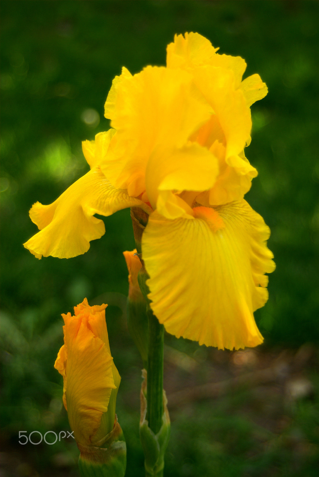 Nikon D3000 sample photo. Yellow iris photography