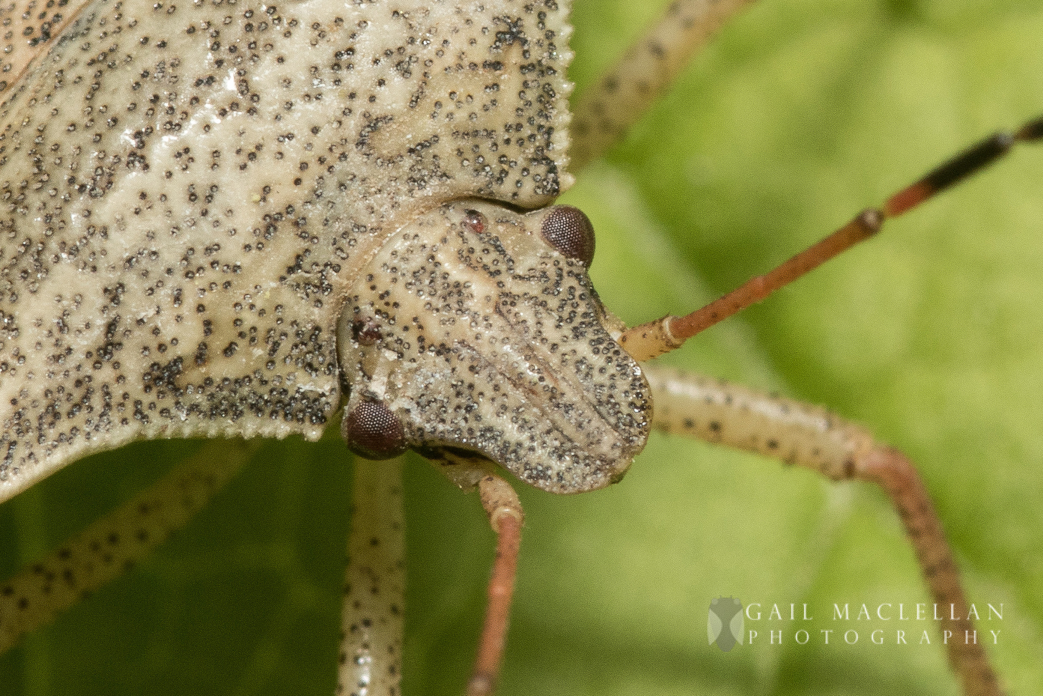 Sigma 105mm F2.8 EX DG Macro sample photo