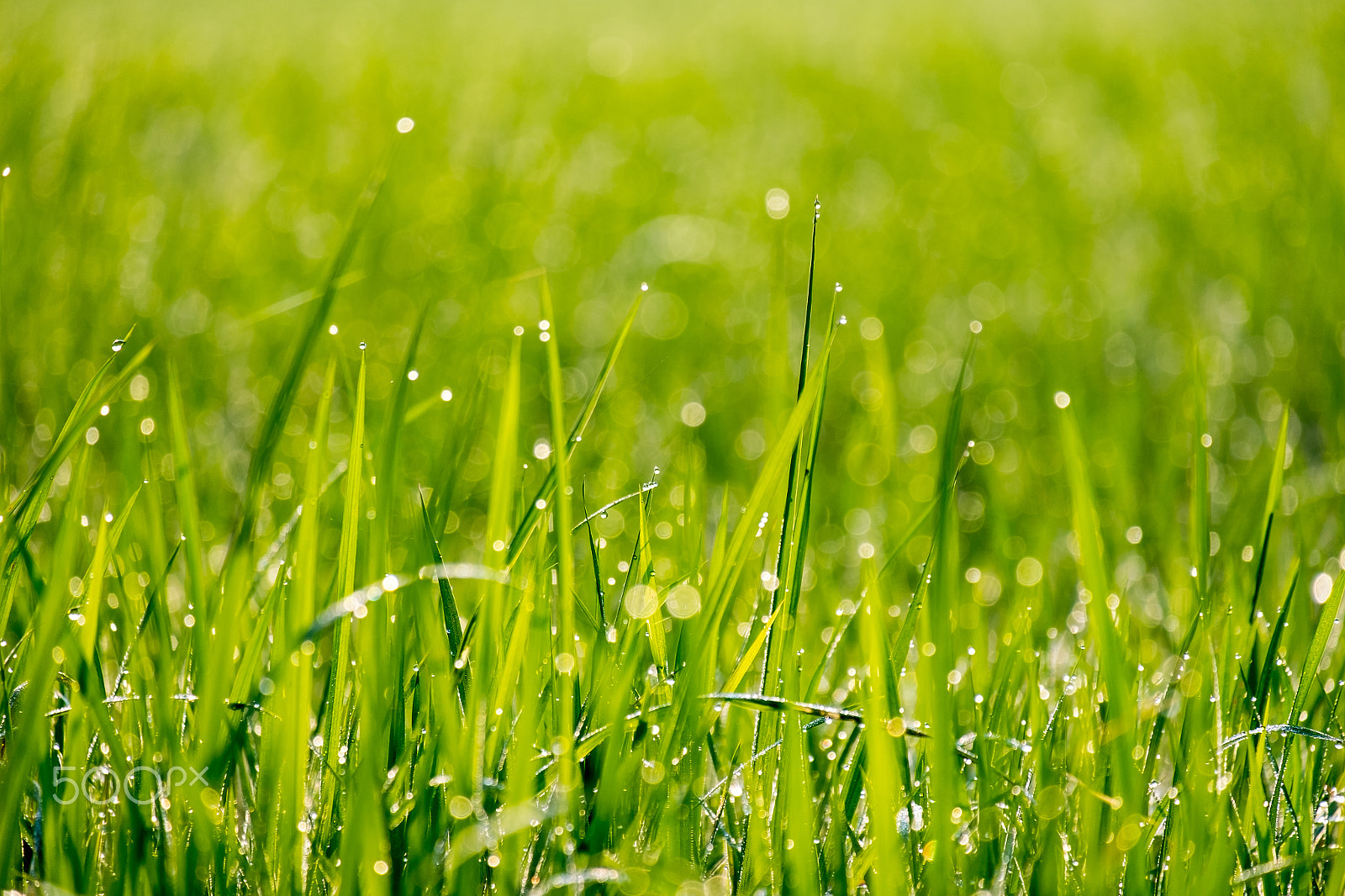 Fujifilm X-E1 + Fujifilm XC 50-230mm F4.5-6.7 OIS sample photo. Drops of dew on a rice plant photography