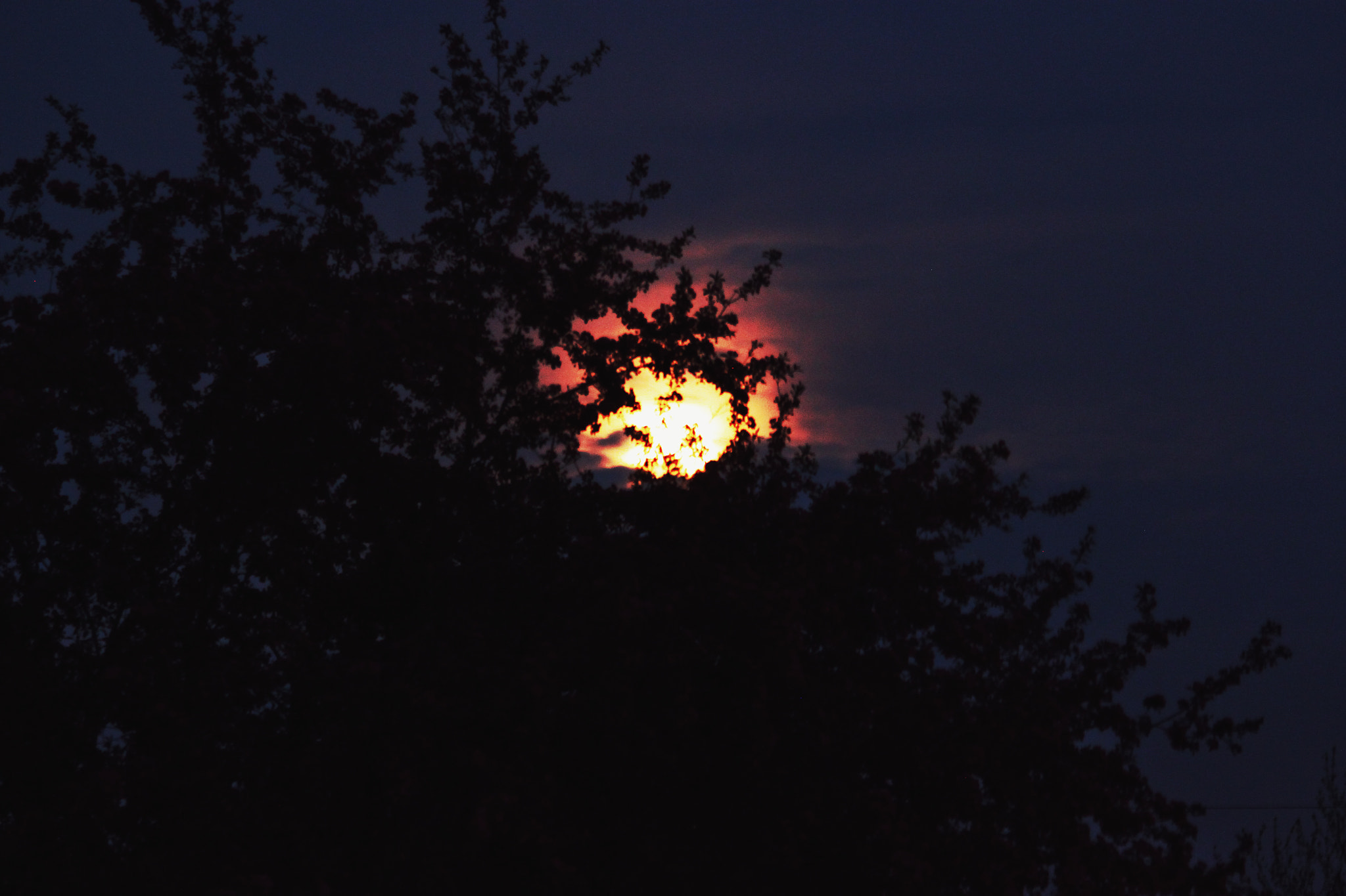 Canon EOS 500D (EOS Rebel T1i / EOS Kiss X3) + Canon EF 70-300mm F4-5.6 IS USM sample photo. Moon in the tree photography