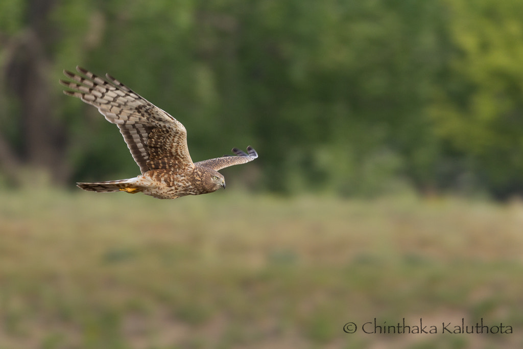 Canon EOS 60D + Canon EF 100-400mm F4.5-5.6L IS II USM sample photo. Flying low..... photography