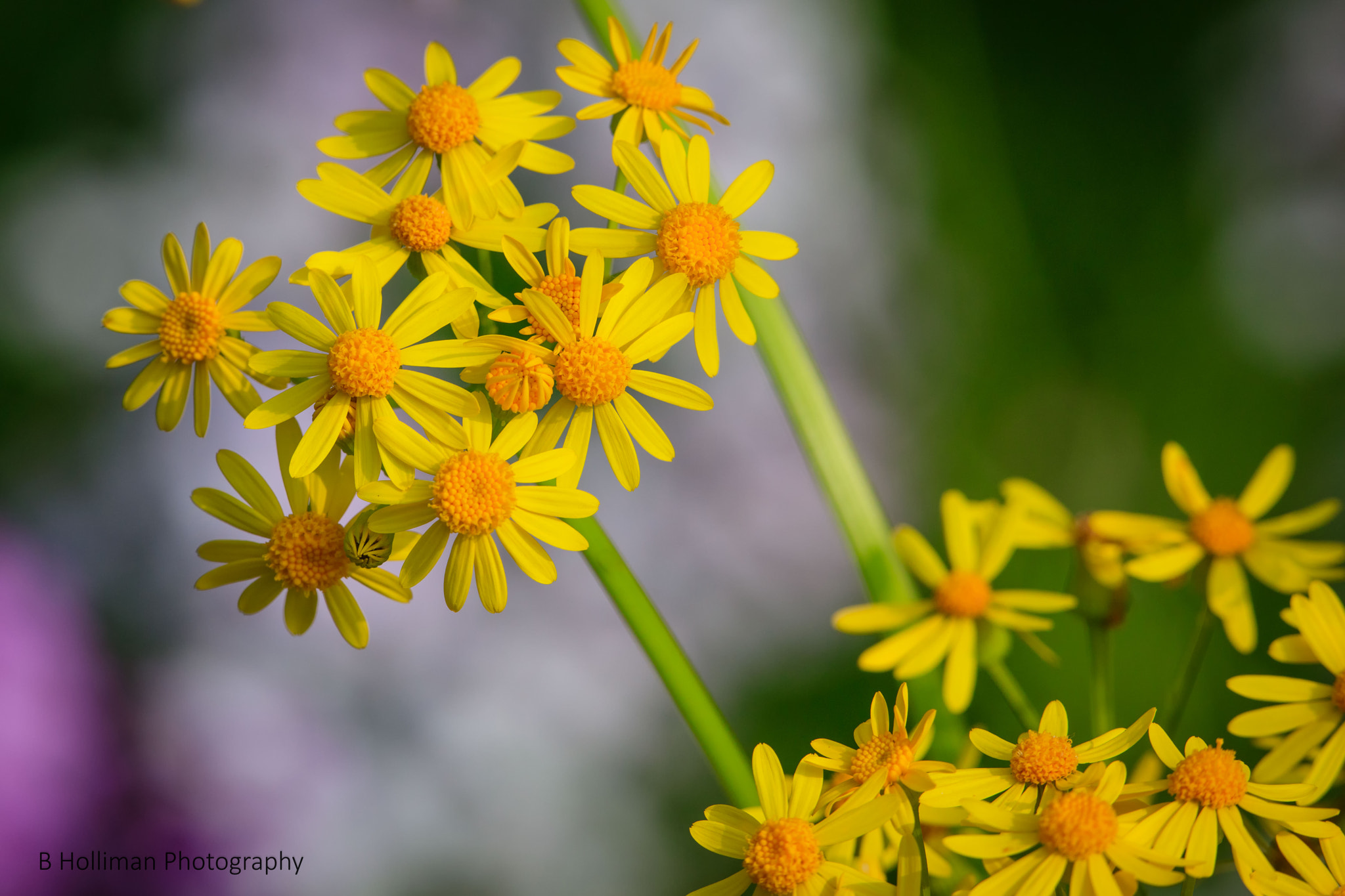 Canon EF 300mm F2.8L IS II USM sample photo. 2016_05_21_175507-9096.jpg photography