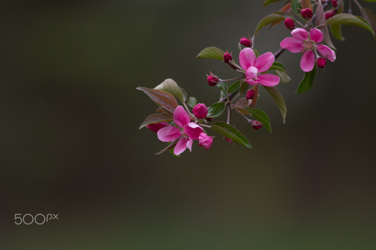 Canon EOS 60D + Canon EF 400mm F5.6L USM sample photo. Appleblossoms photography