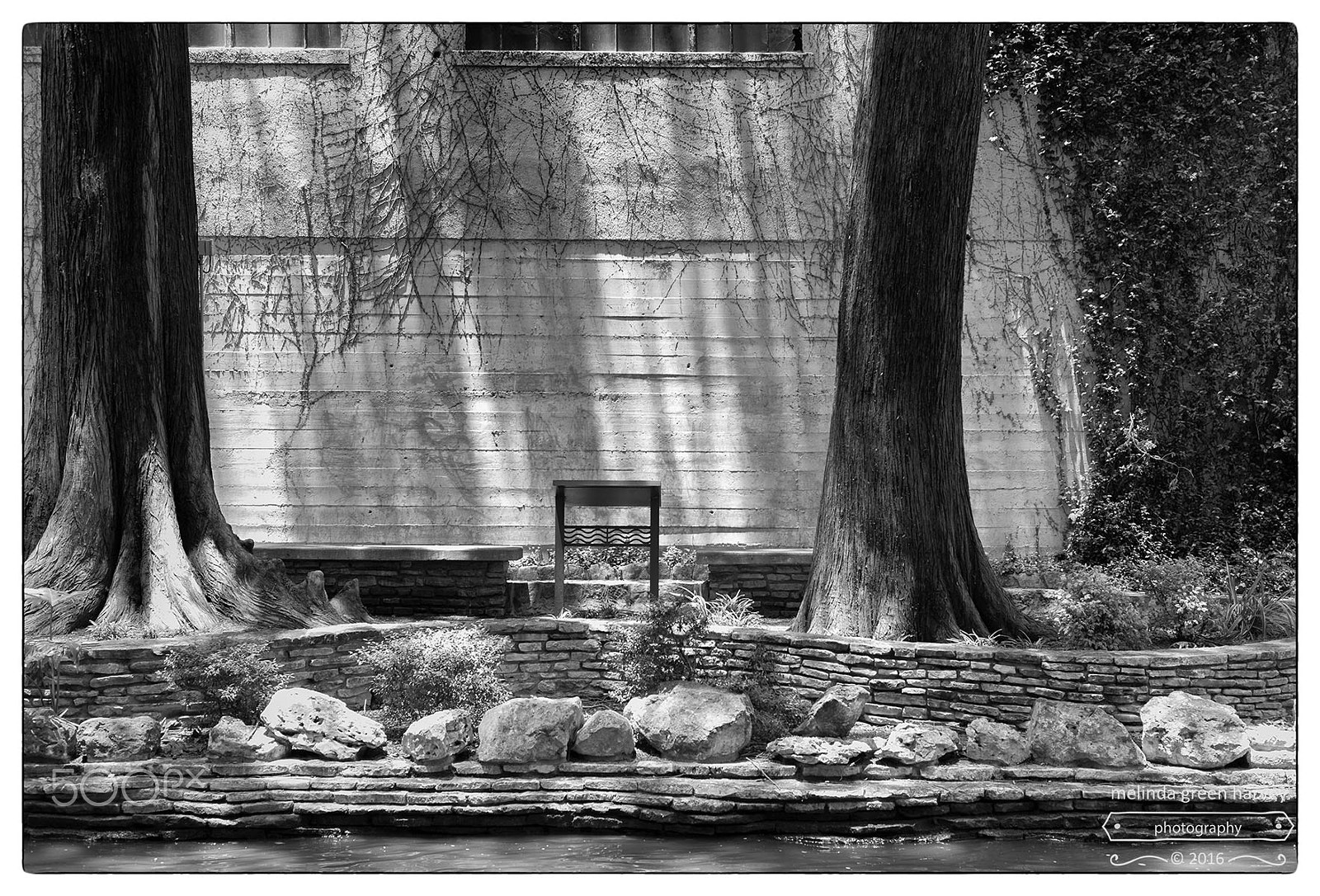 Leica Summarit-M 50mm F2.4 sample photo. Vines and a sign photography