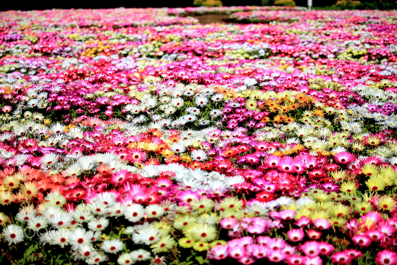 Canon EOS 700D (EOS Rebel T5i / EOS Kiss X7i) sample photo. Flower garden, livingstone daisies photography