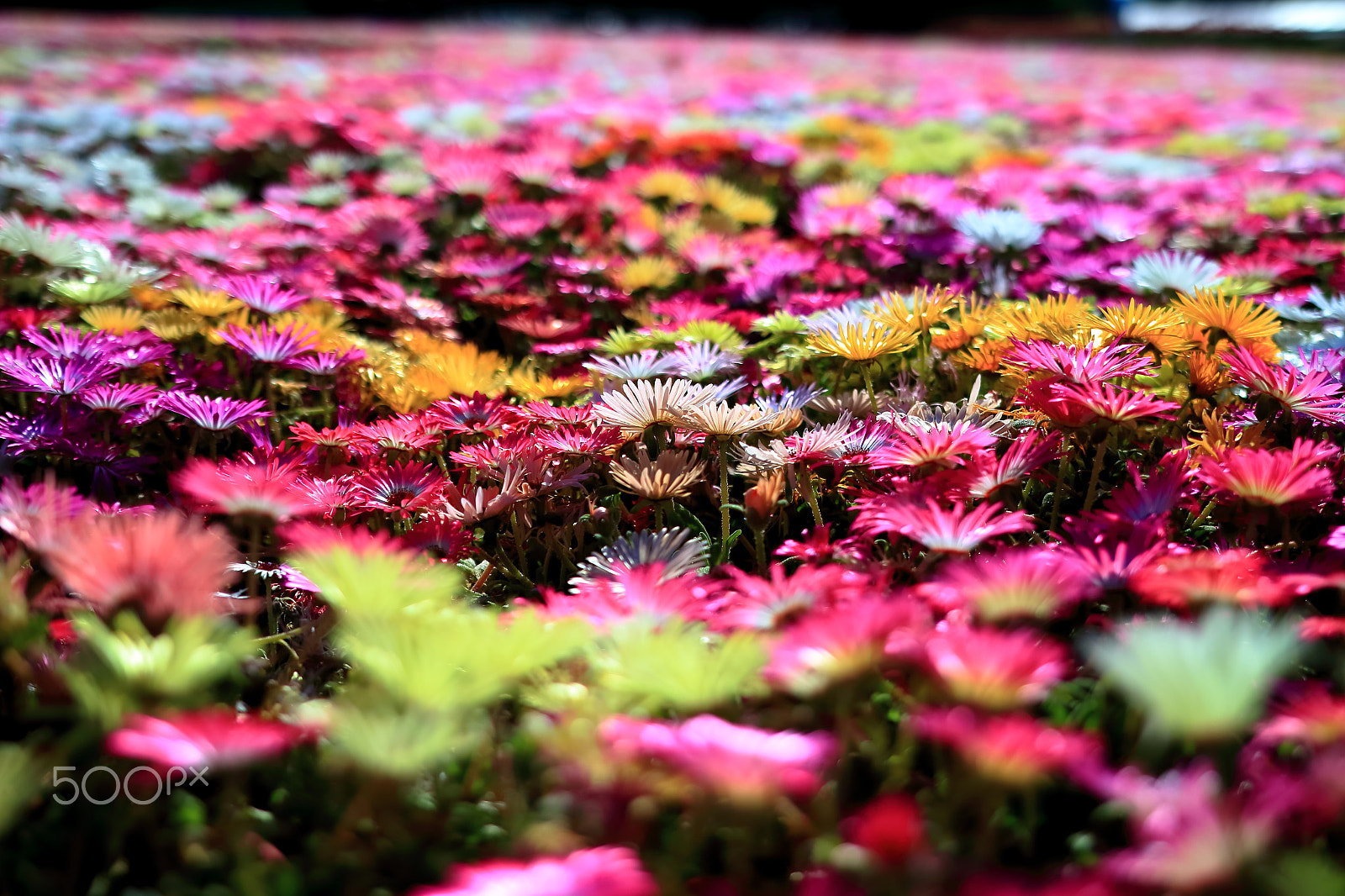 Sigma 18-35mm f/1.8 DC HSM sample photo. Flower garden, livingstone daisies photography
