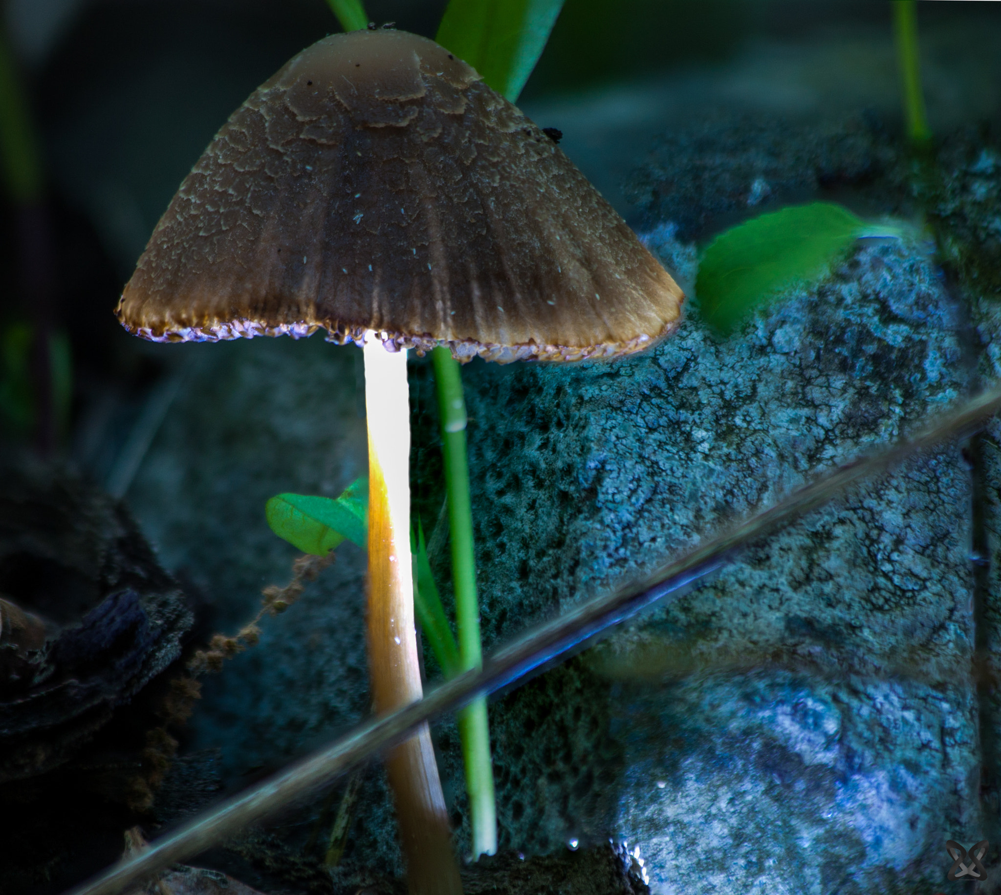 Canon EOS 450D (EOS Rebel XSi / EOS Kiss X2) sample photo. Shrooms  photography