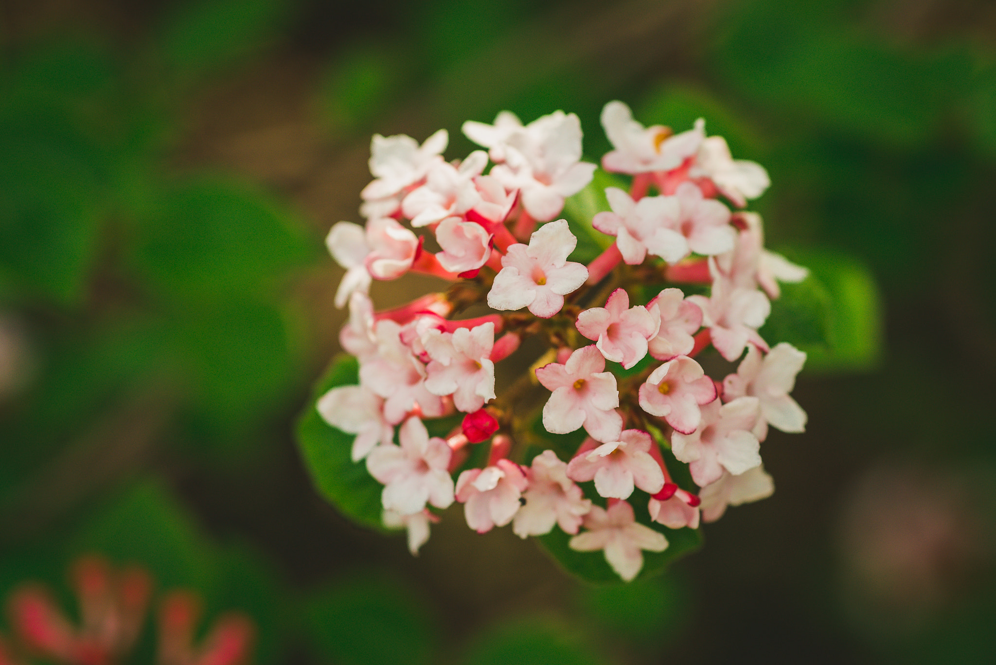 Sigma 105mm F2.8 EX DG Macro sample photo. Spring photography