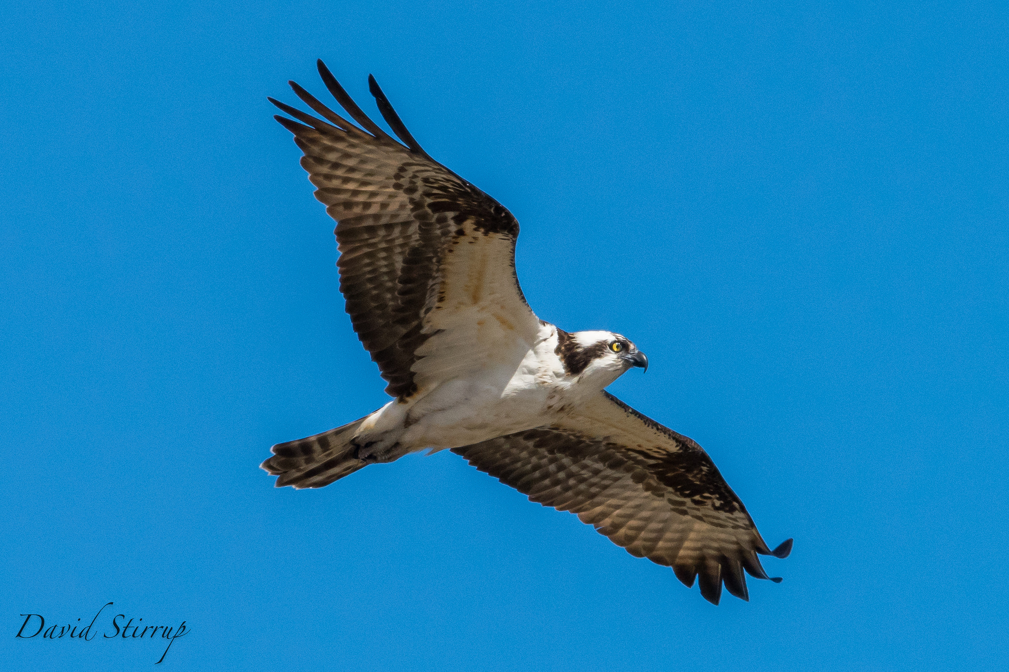Nikon AF-S Nikkor 500mm F4E FL ED VR sample photo. Haw-sprey photography