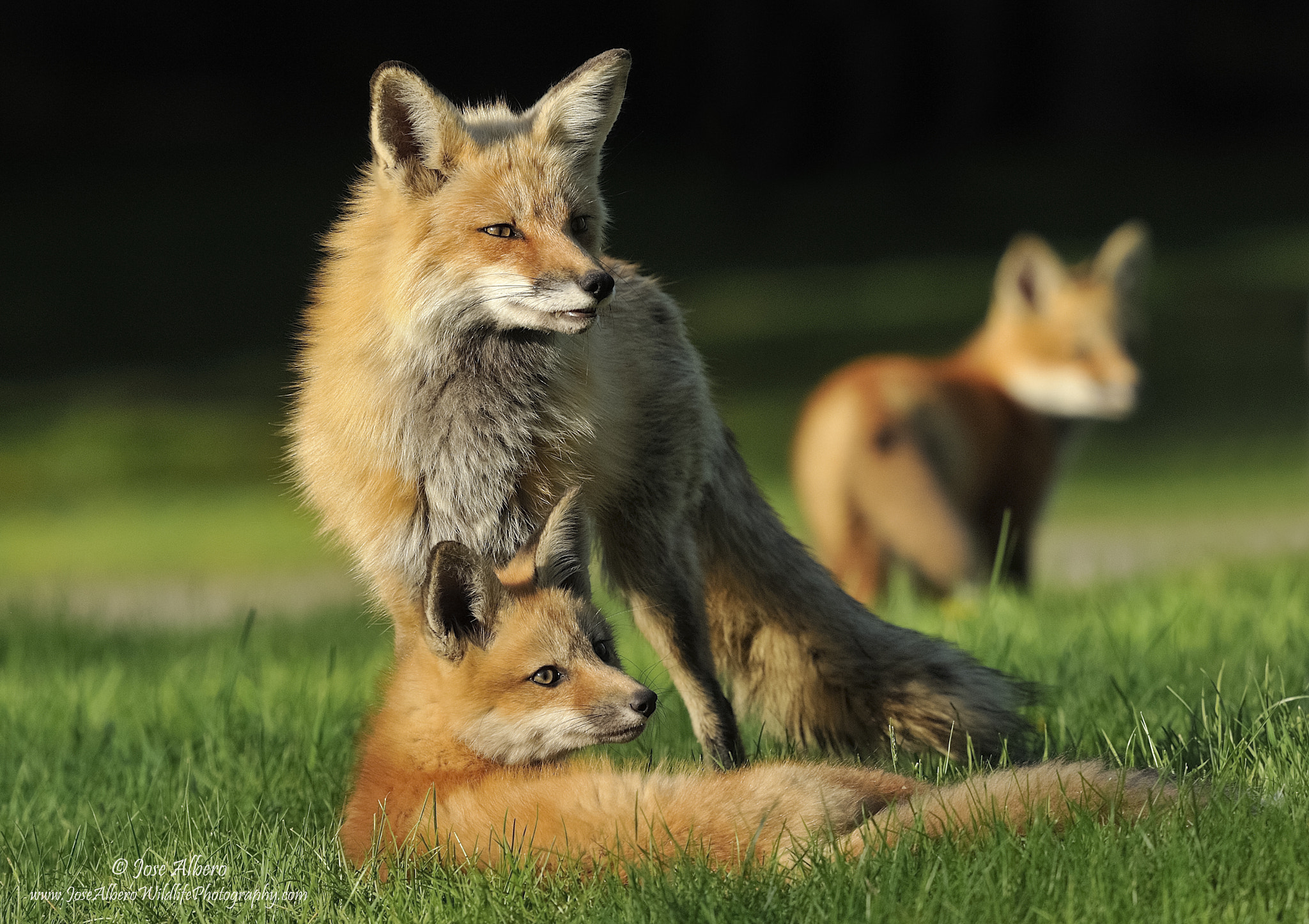 Nikon Nikkor AF-S 300mm F4E PF ED VR sample photo. Mother fox and cubs photography