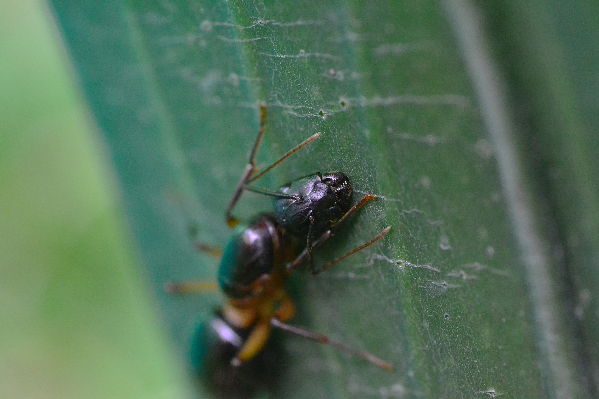 Nikon D3100 + Nikon AF Micro-Nikkor 60mm F2.8D sample photo. Big ant photography