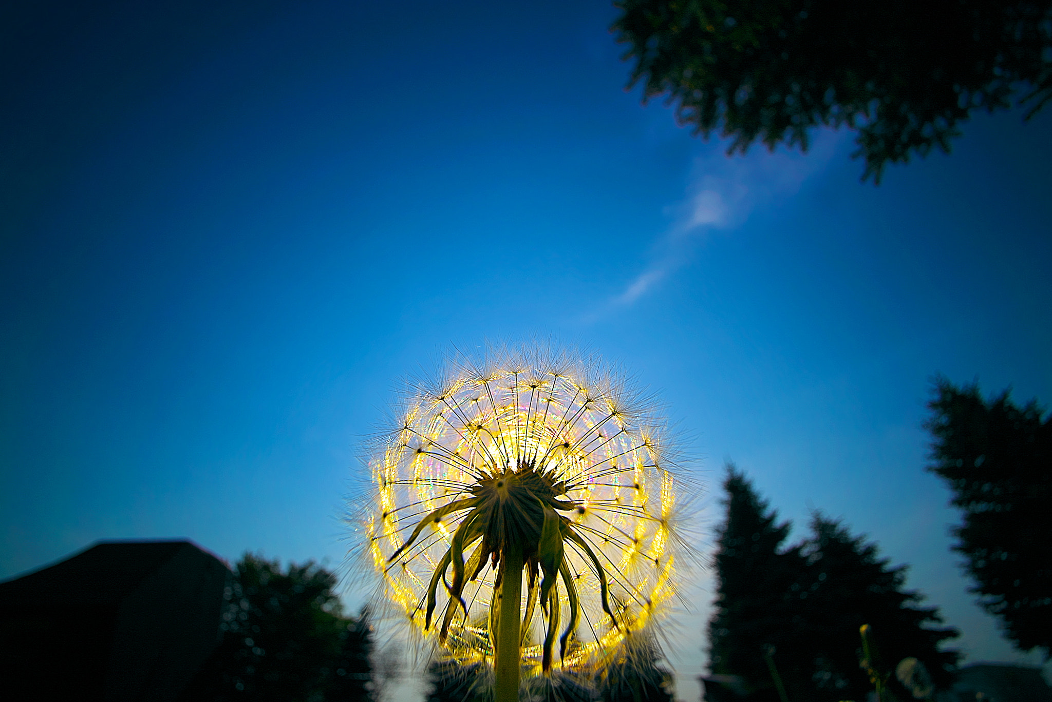 Sony a7S sample photo. Dandelion don't tell no lies photography
