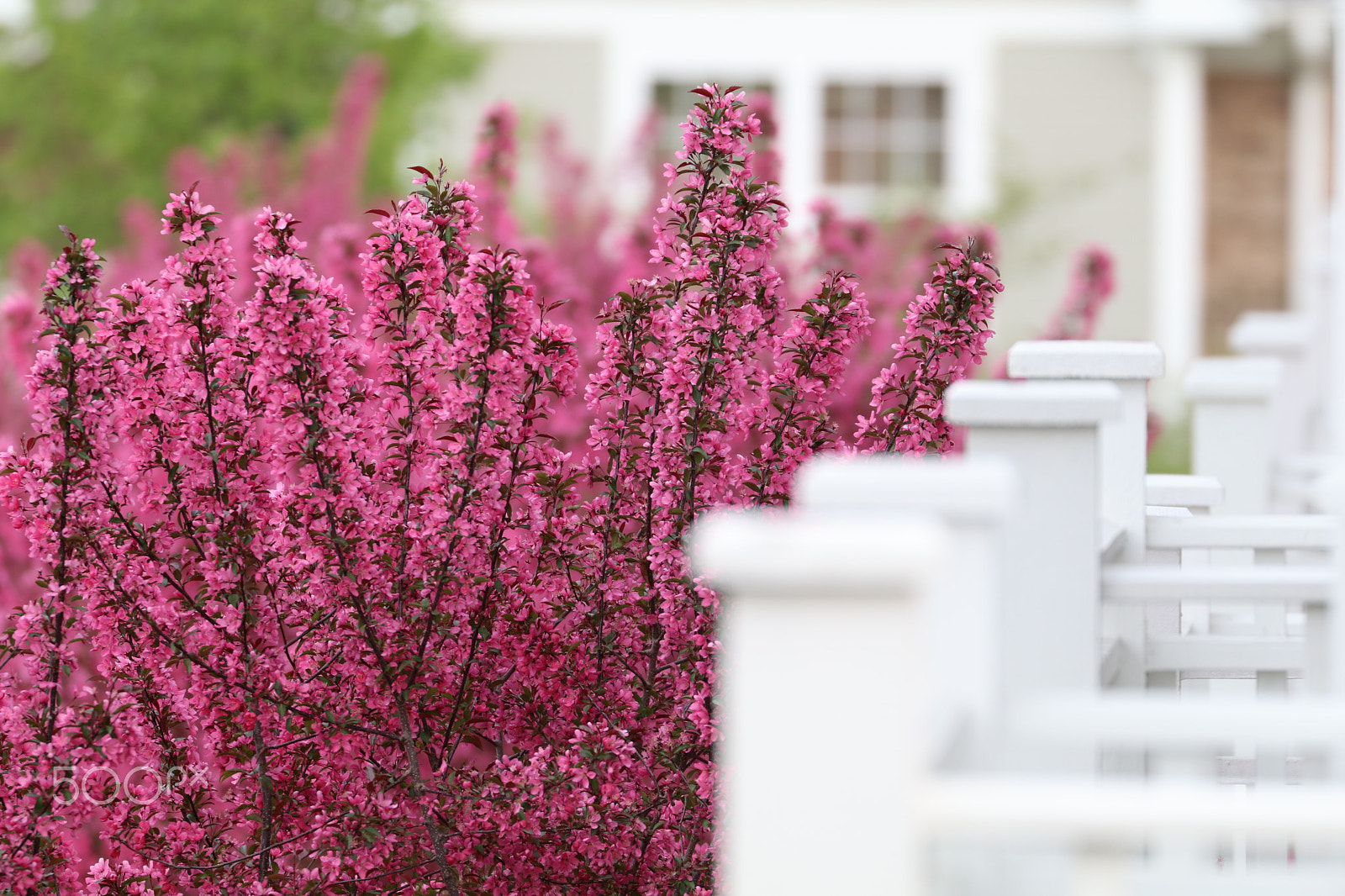 Canon EF 100-400mm F4.5-5.6L IS II USM sample photo. Color of spring photography