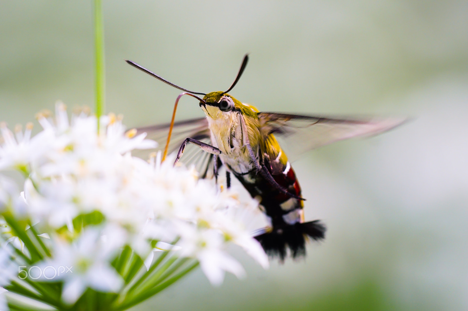 Sony ILCA-77M2 + Minolta AF 100mm F2.8 Macro [New] sample photo. Pellucid hawk moth photography