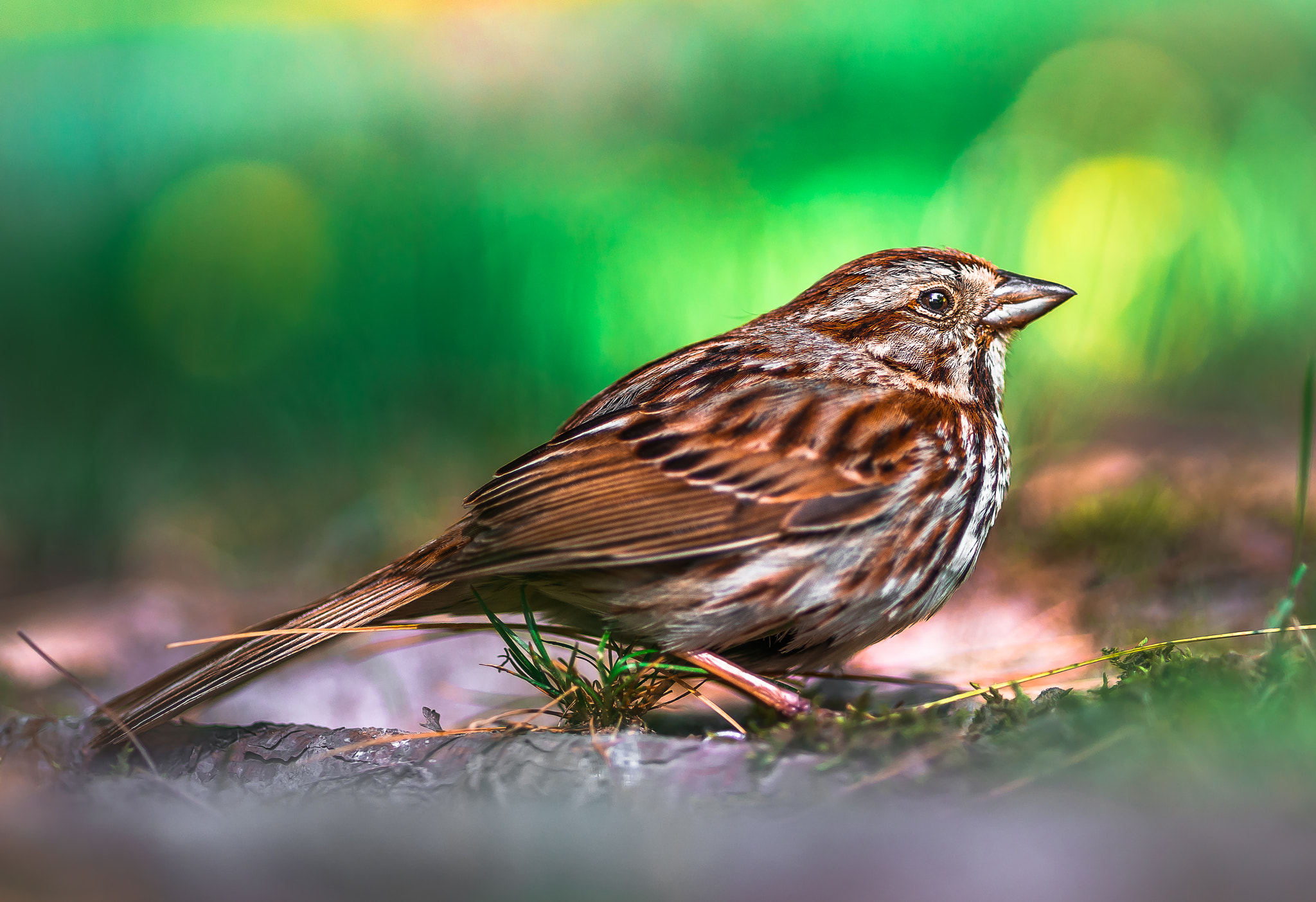 Sony a99 II + Minolta AF 100mm F2.8 Macro [New] sample photo. Song sparrow photography