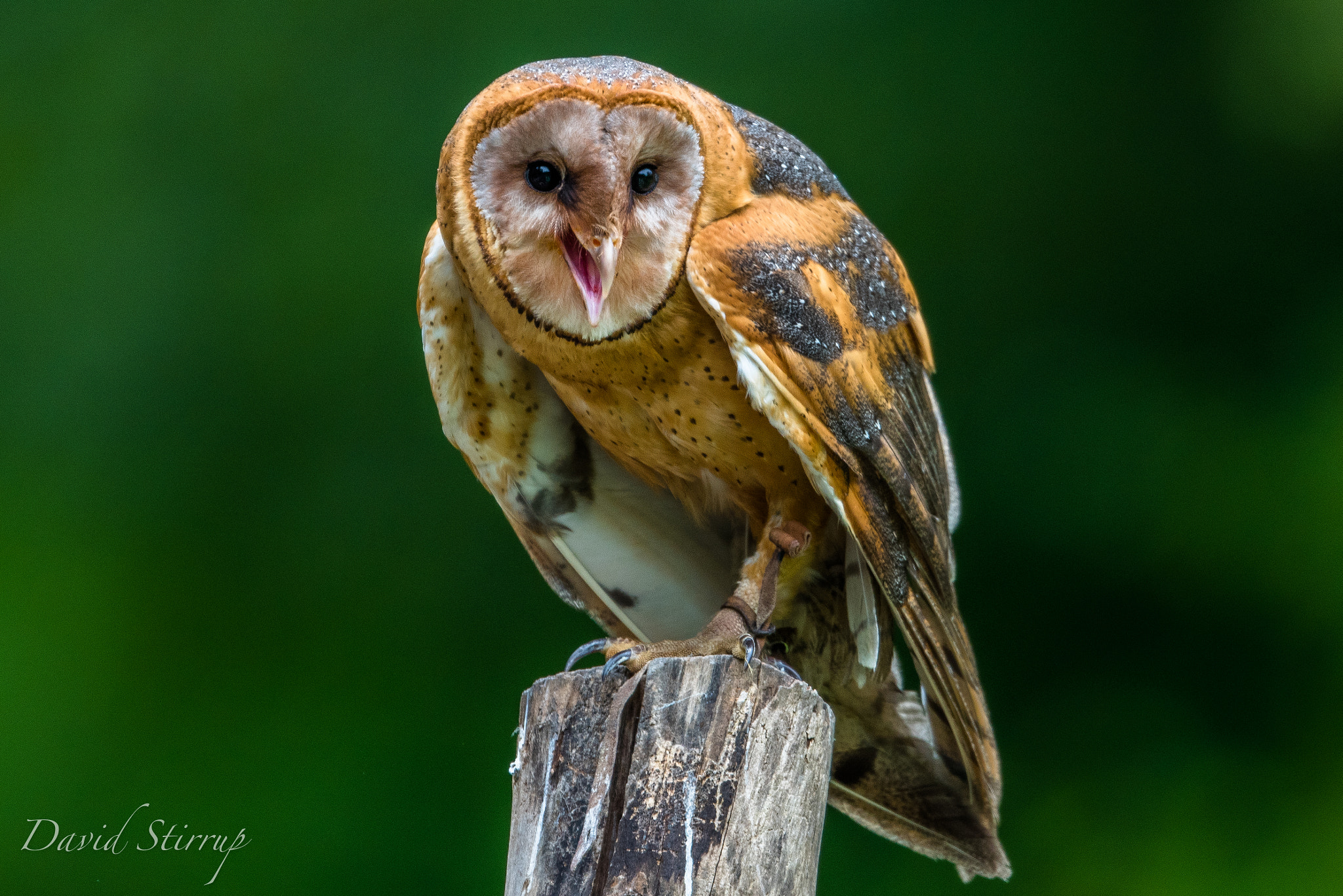 Nikon AF-S Nikkor 500mm F4E FL ED VR sample photo. Out of the barn photography