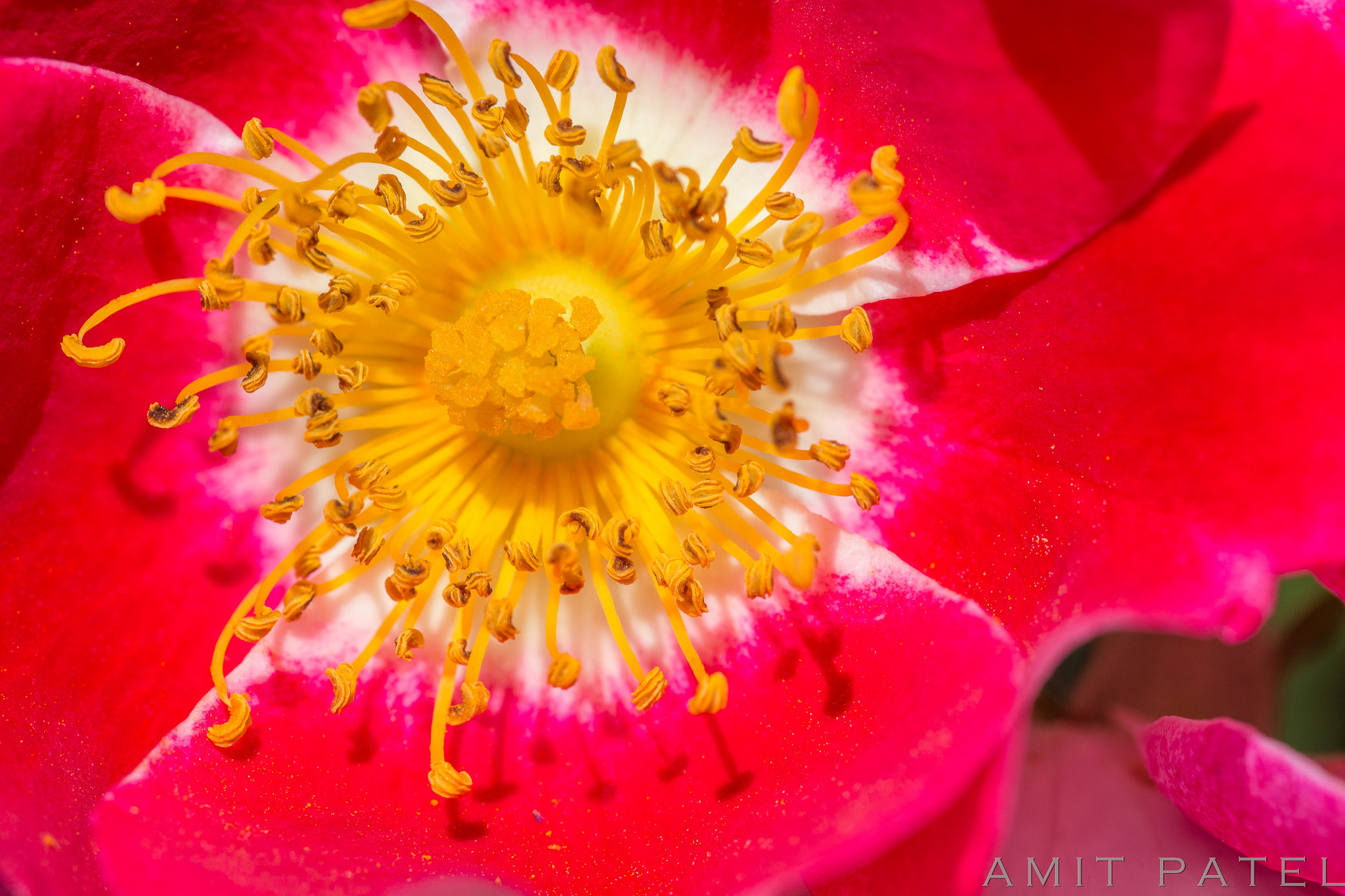 Sigma 150mm f/2.8 EX DG OS HSM APO Macro sample photo. 20160514-img_0026.jpg photography