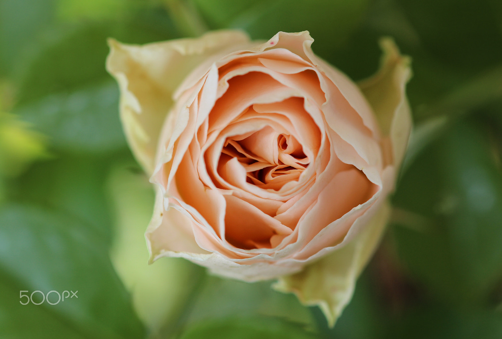 Sigma 105mm F2.8 EX DG OS HSM sample photo. Density photography
