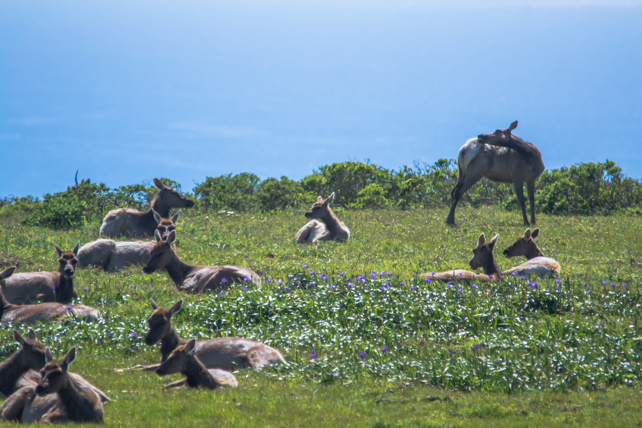 Sigma 150-500mm F5-6.3 DG OS HSM sample photo. Elk cows - 1 photography