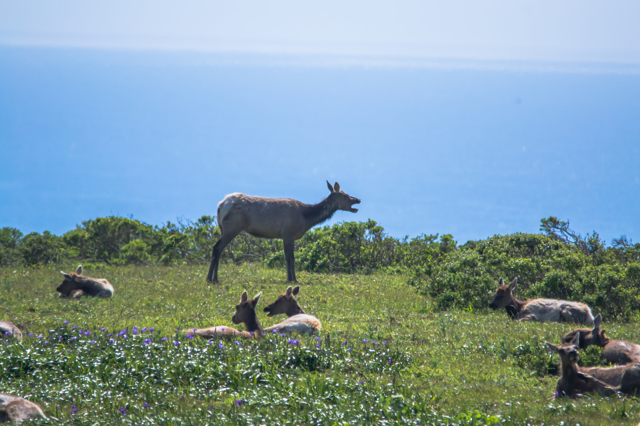 Sigma 150-500mm F5-6.3 DG OS HSM sample photo. Elk cow - 2 photography