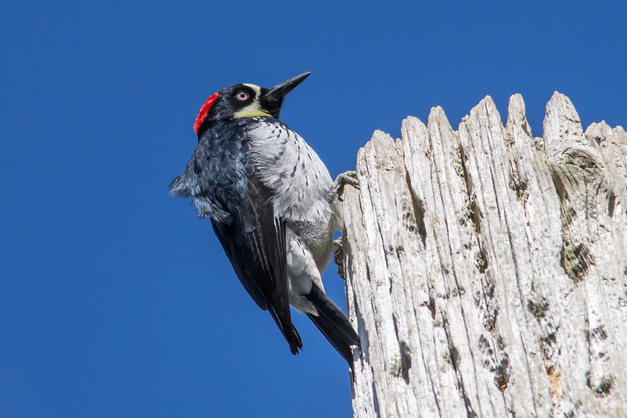 Sigma 150-500mm F5-6.3 DG OS HSM sample photo. Ladder-backed woodpecker photography