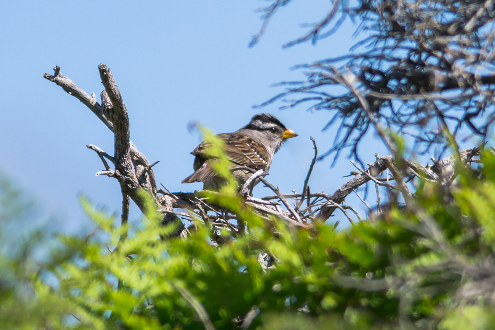 Sigma 150-500mm F5-6.3 DG OS HSM sample photo. Sparrow photography