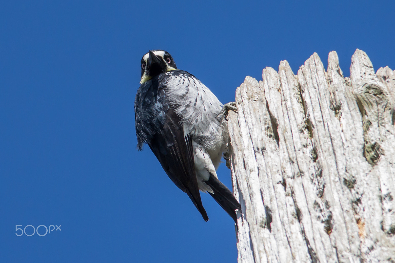 Sigma 150-500mm F5-6.3 DG OS HSM sample photo. Ladder-backed woodpecker - 2 photography