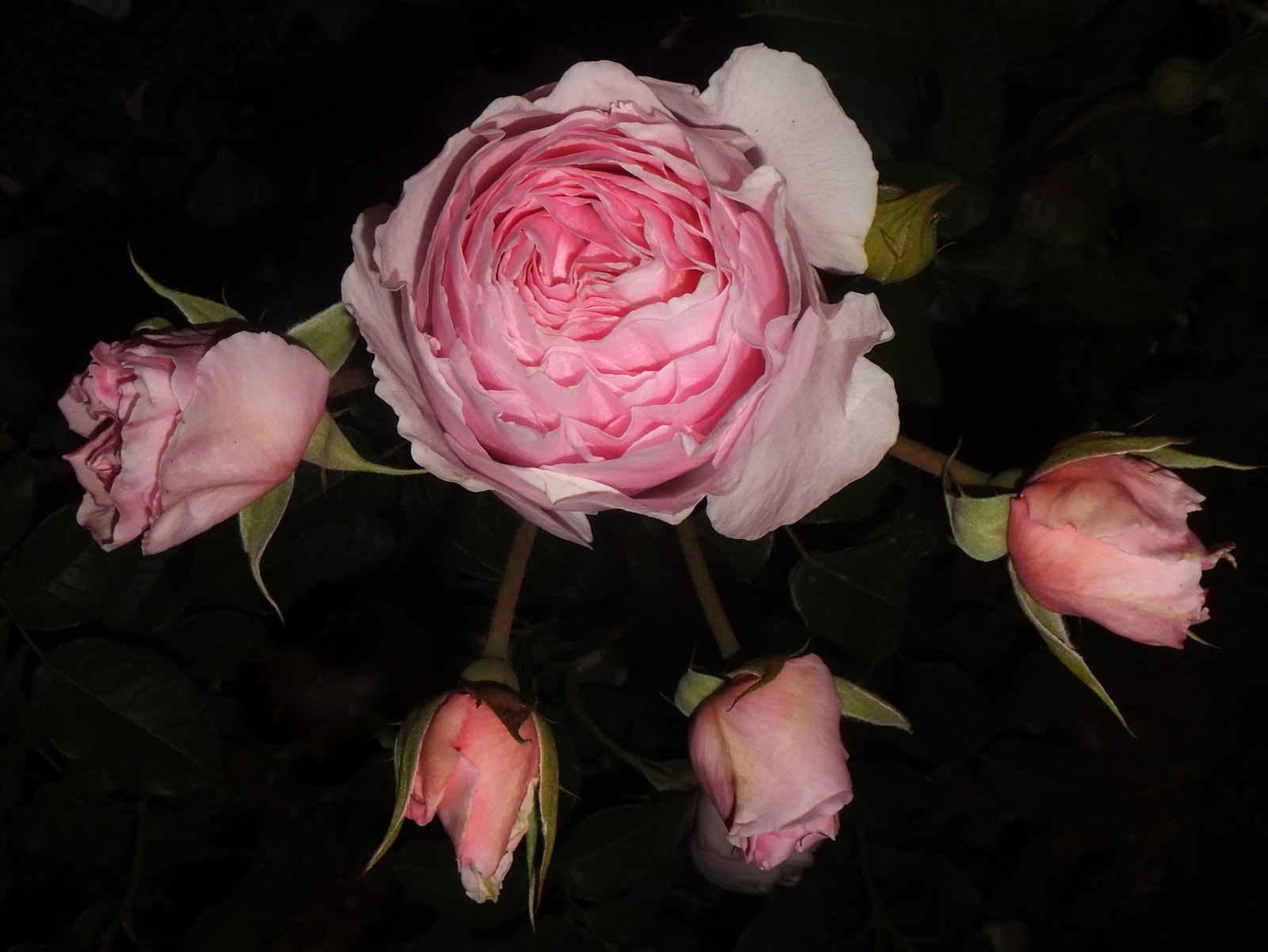 FujiFilm FinePix F500 EXR (FinePix F505 EXR) sample photo. Happy rose family :) photography