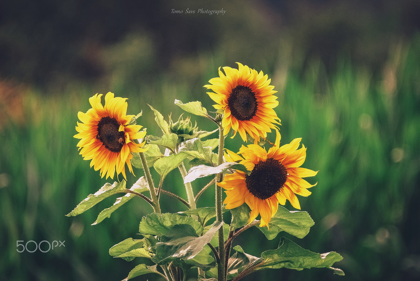 Nikon D60 sample photo. Still life.... photography