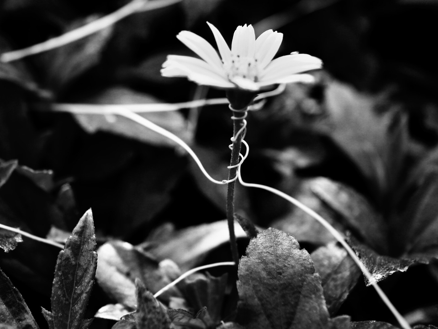 Canon EOS M2 sample photo