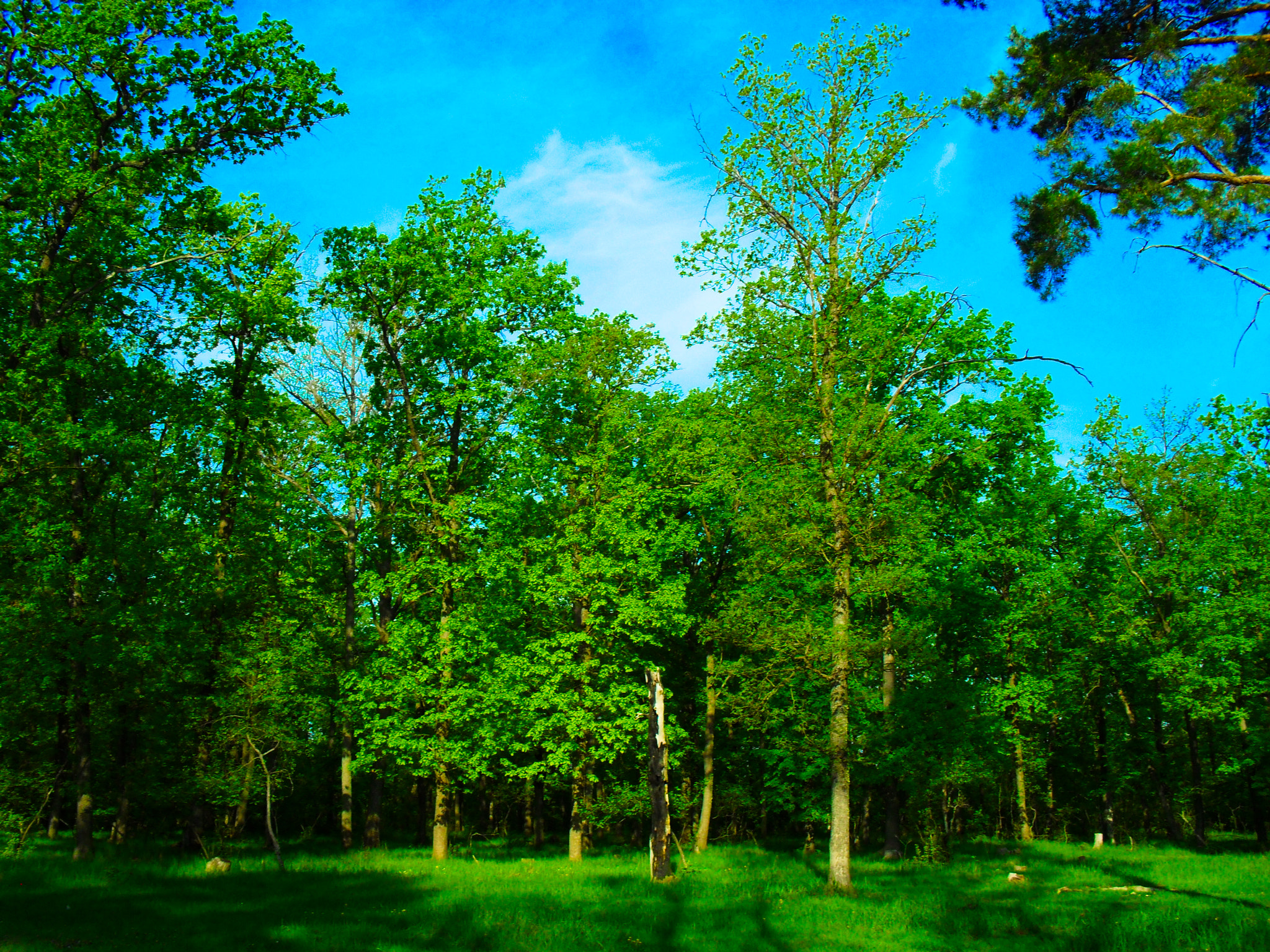 Samsung ES60 / VLUU ES60 /  SL105 /  ES63 sample photo. Landscape. spring forest sunny morning. photography