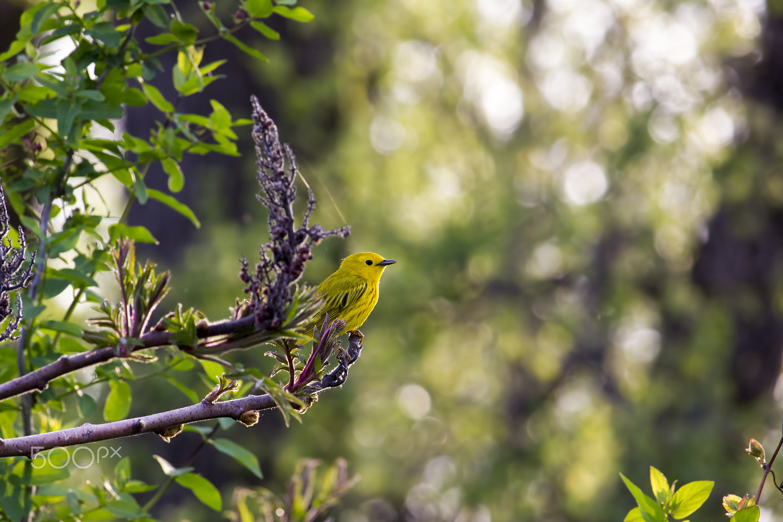 Canon EF-S 55-250mm F4-5.6 IS STM sample photo. A new day photography