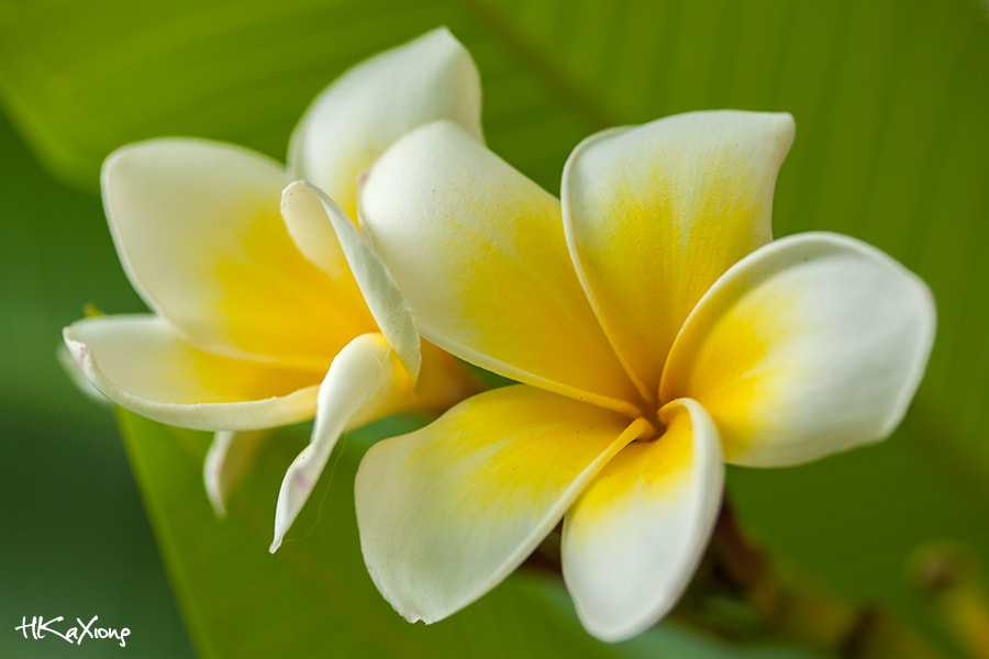 Canon EF-S 60mm F2.8 Macro USM sample photo. Flower photography