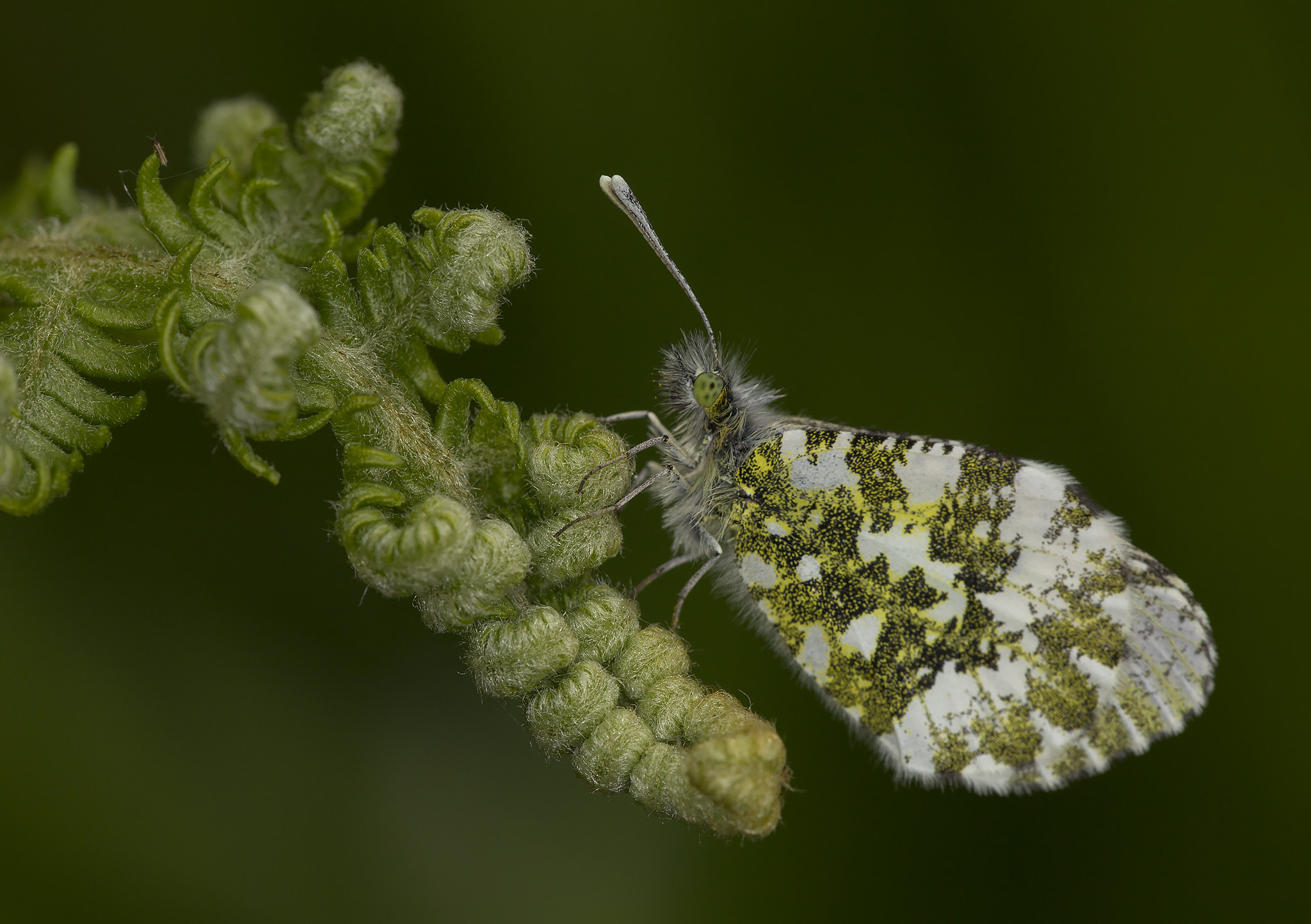 Canon EF 180mm F3.5L Macro USM sample photo. Anthocharis cardamines photography