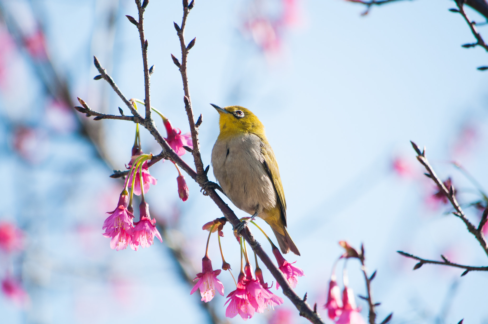Nikon D300S sample photo. 鸟语花香 photography