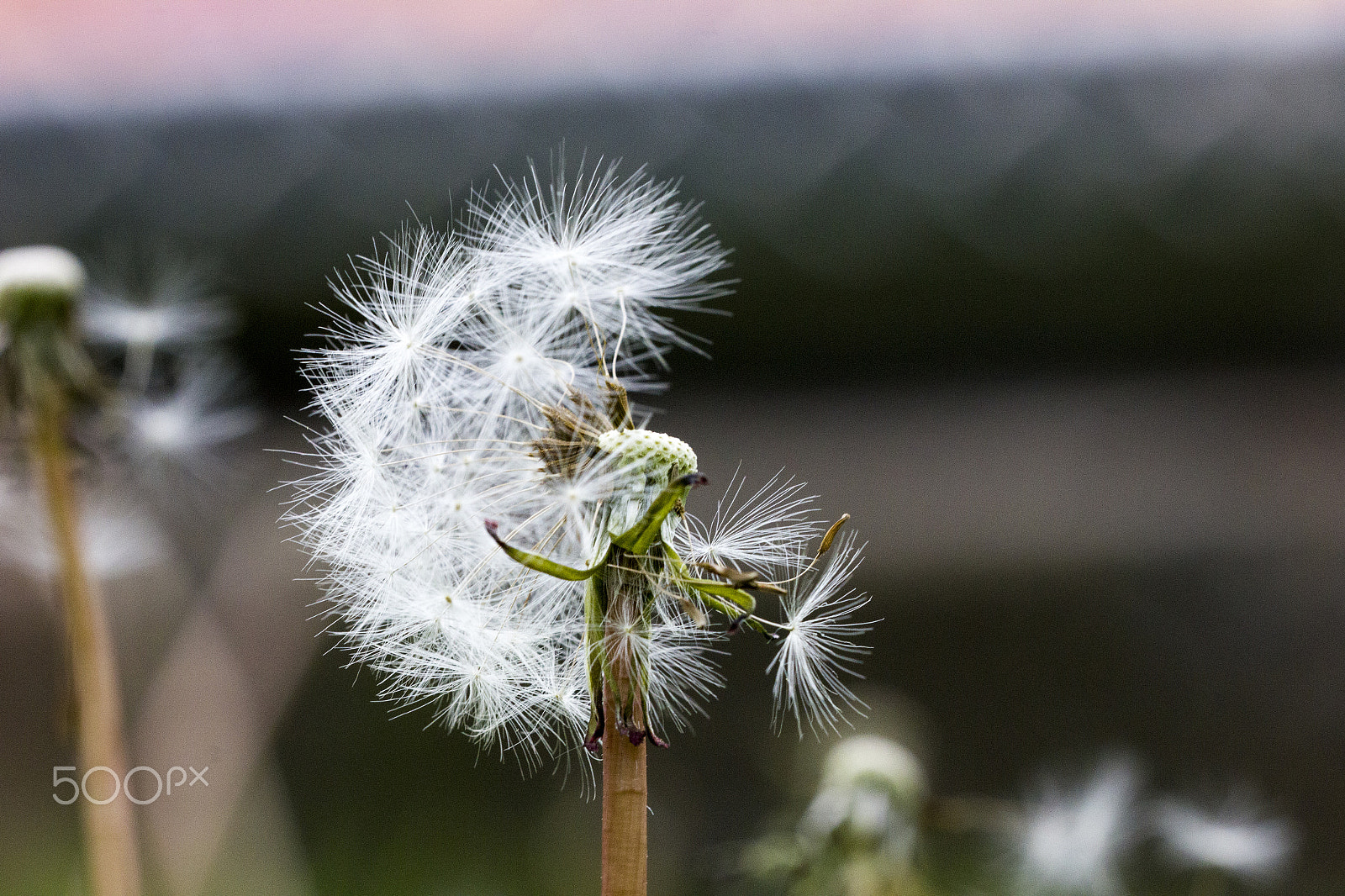 Sigma 150mm f/2.8 EX DG OS HSM APO Macro sample photo. Cycle photography