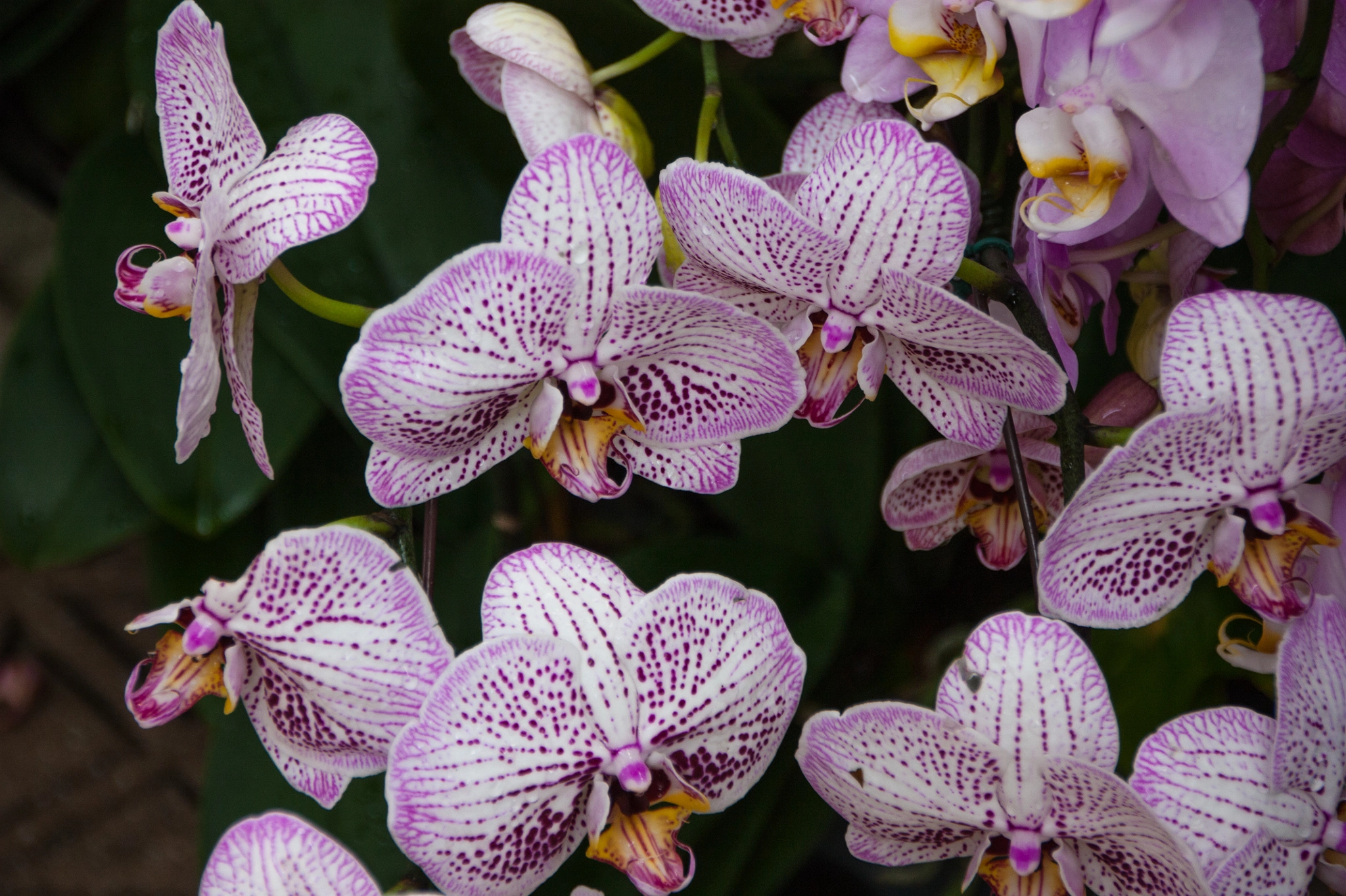 Sigma 18-250mm F3.5-6.3 DC OS HSM sample photo. Cherry blossum photography