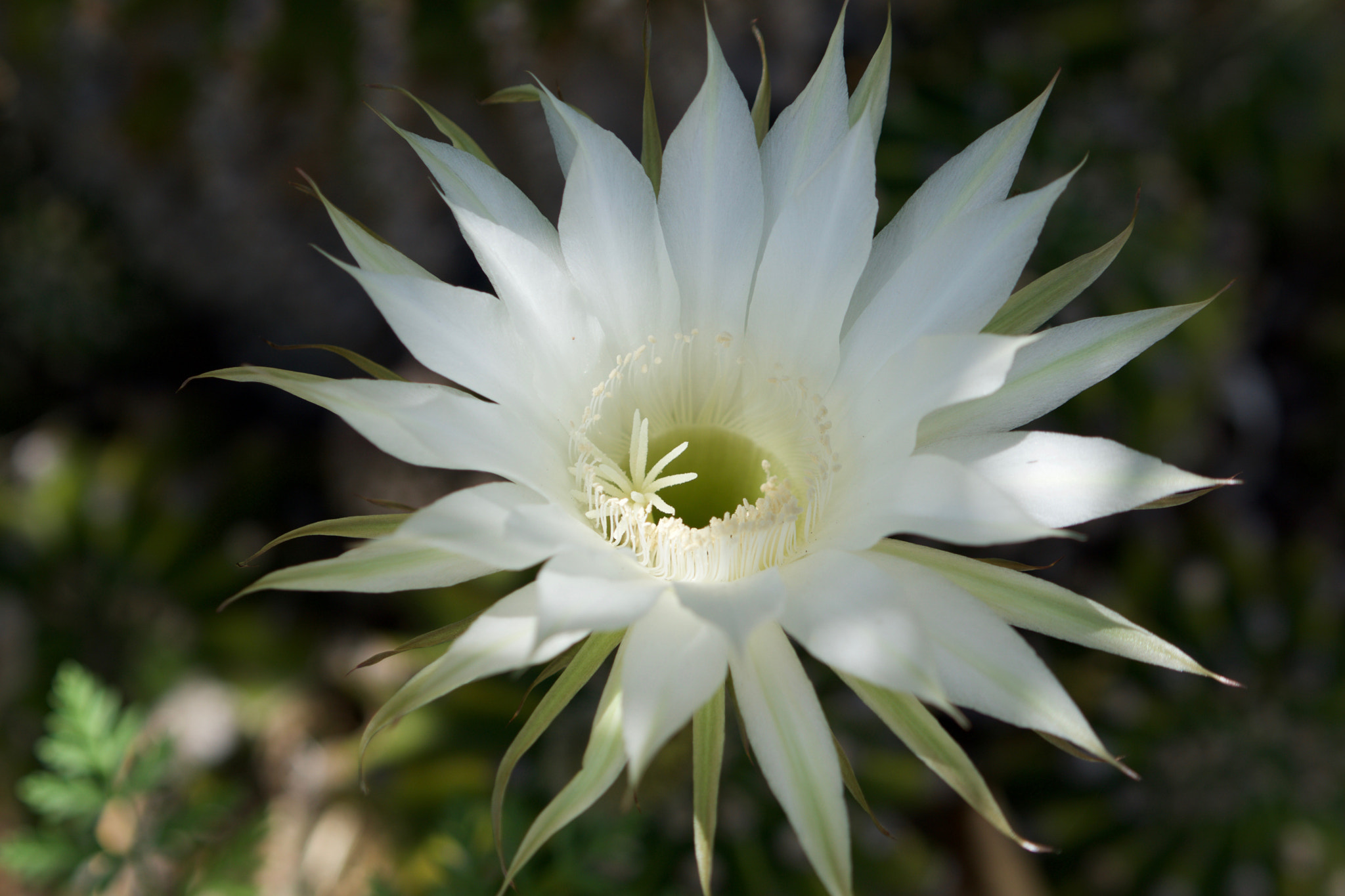 Sony a6000 + Sony FE 70-200mm F4 G OSS sample photo. Cactus flower photography