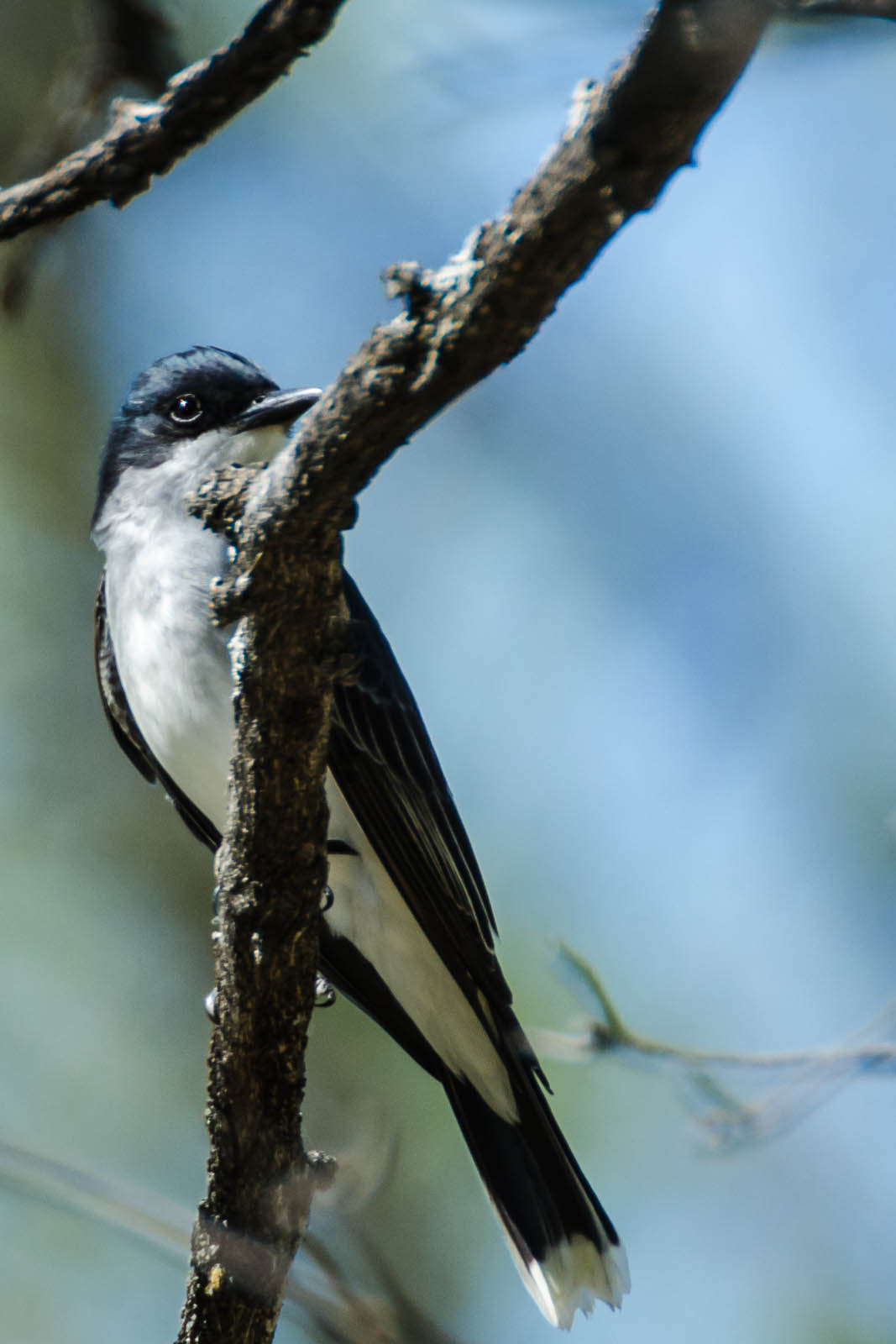 Sigma 135-400mm F4.5-5.6 APO Aspherical sample photo. Bird photography