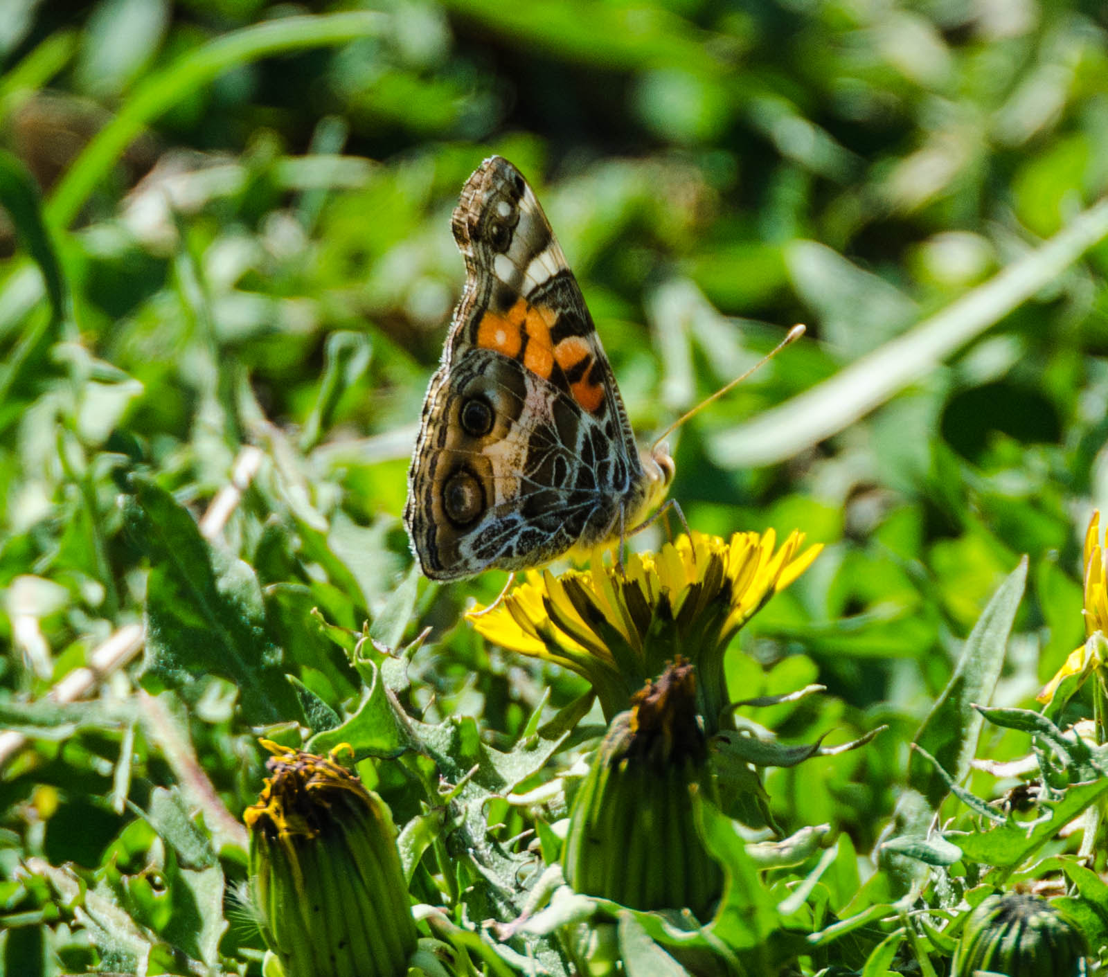 Nikon D7000 sample photo. Butterfly photography