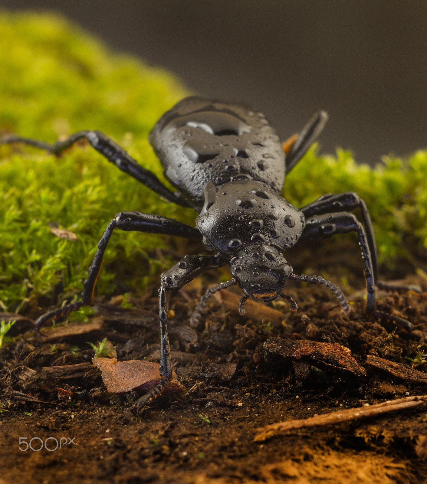 Canon EOS 7D + Canon EF 100mm F2.8 Macro USM sample photo. Bark beetle in the rain photography