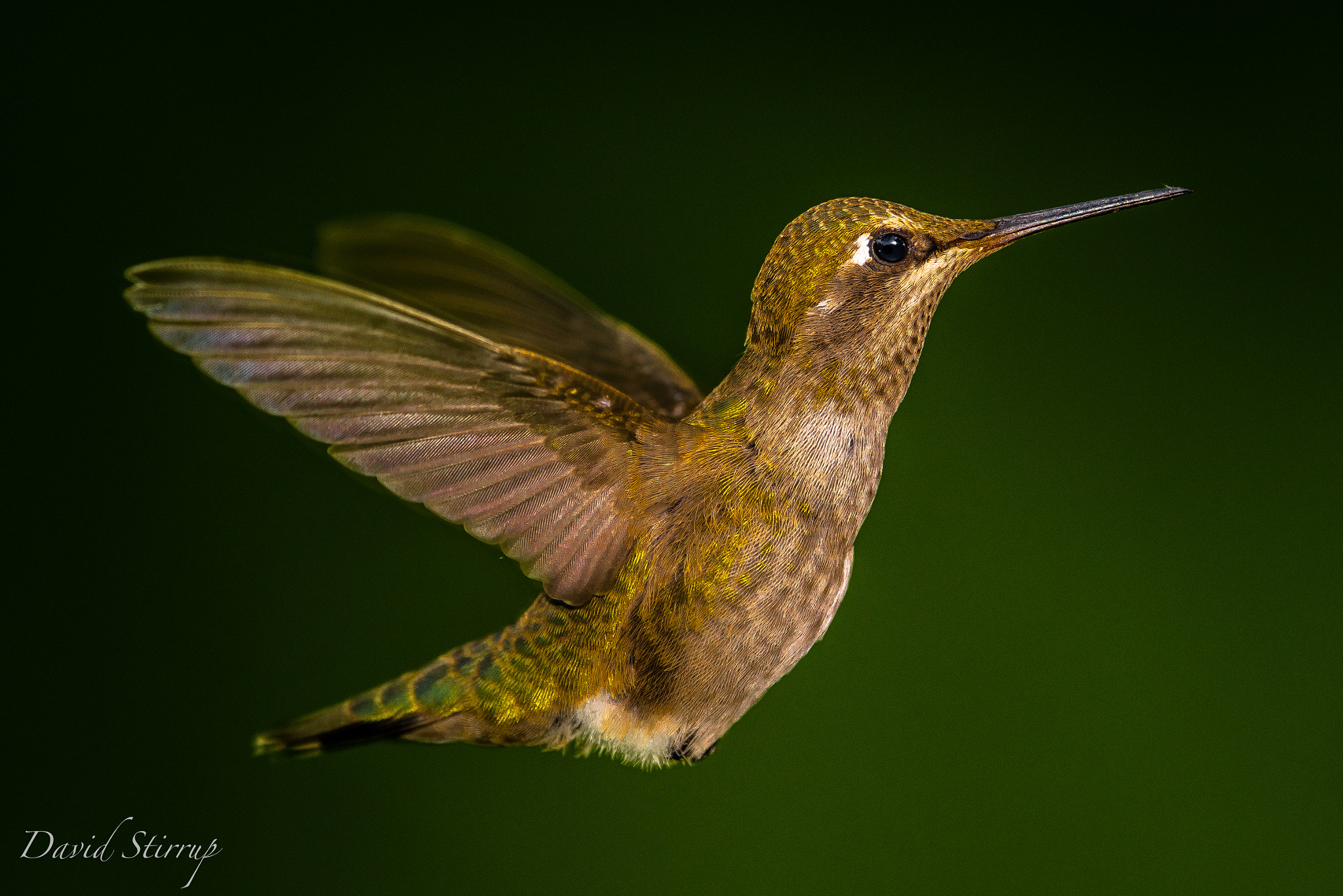 Nikon AF-S Nikkor 500mm F4E FL ED VR sample photo. Mignon photography